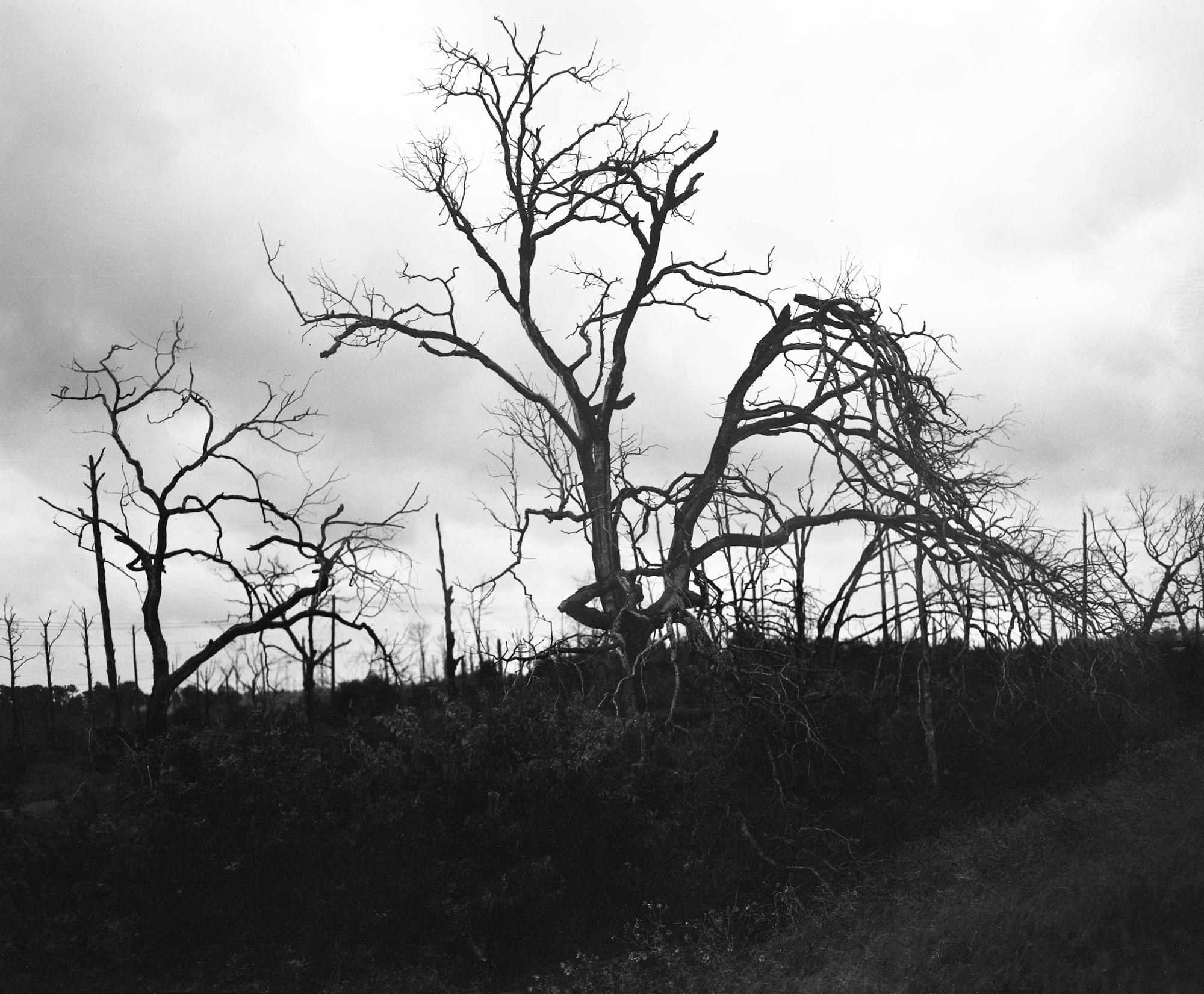 Crown Graphic, Arista EDU 400 film