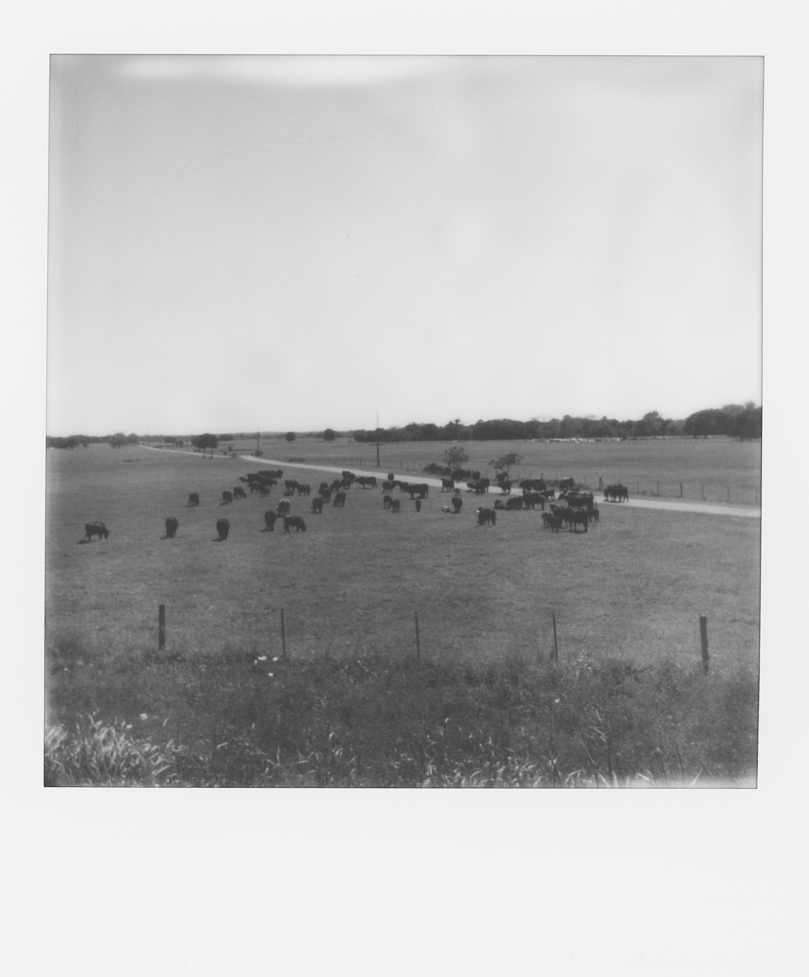 polaroid week cows (1 of 1).jpg