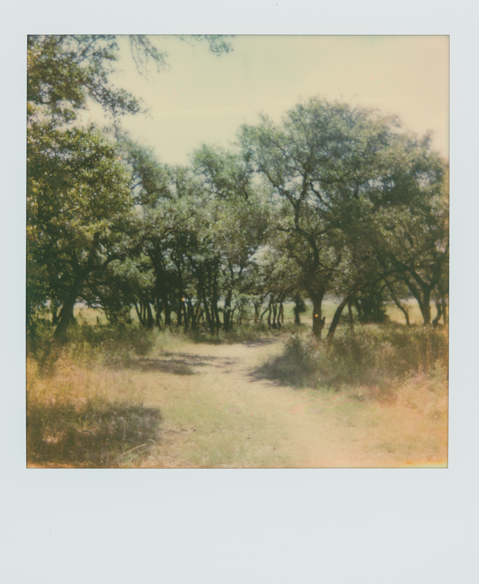 pola week trees & path (1 of 1).jpg
