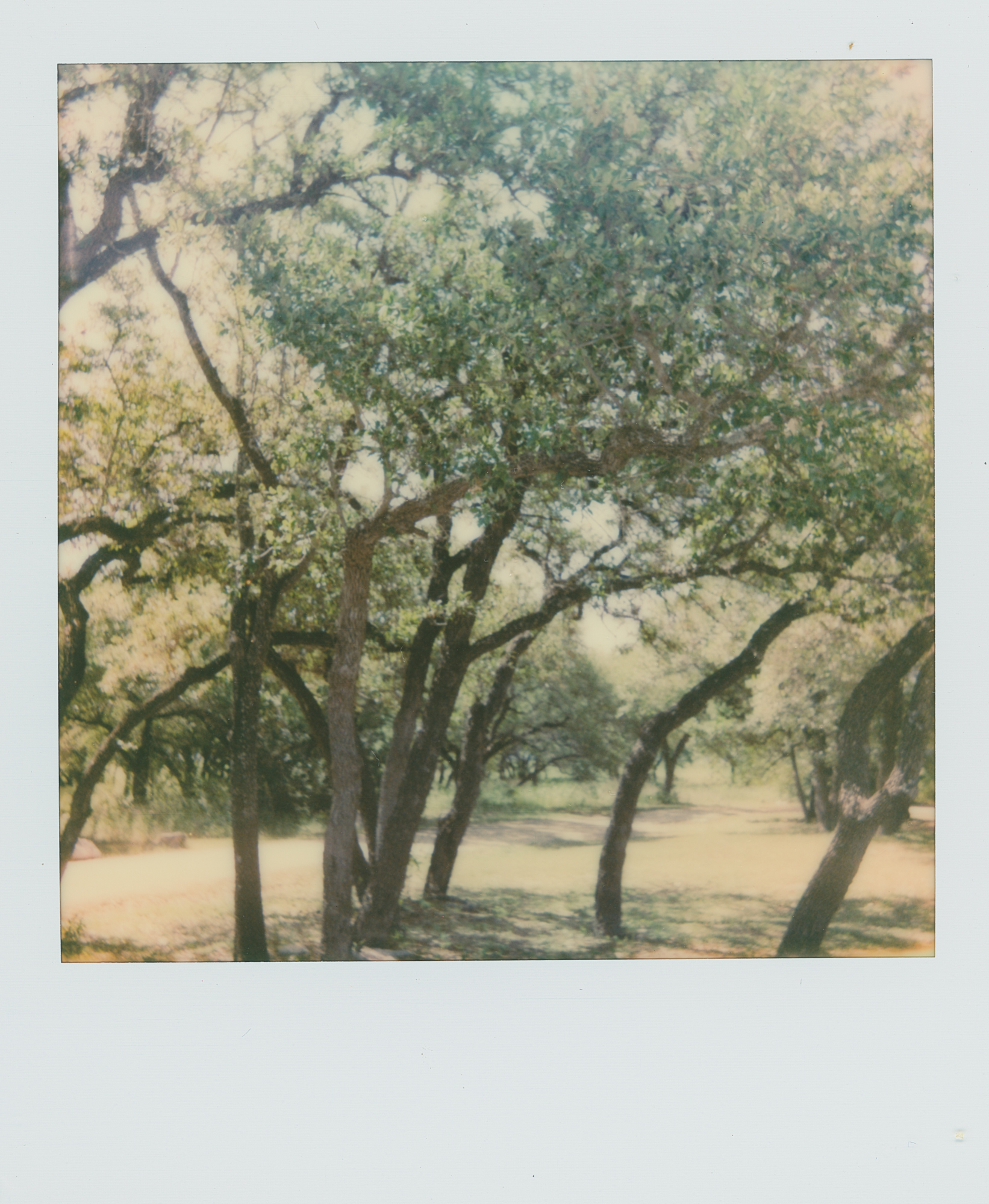 pola week trees (1 of 1).jpg