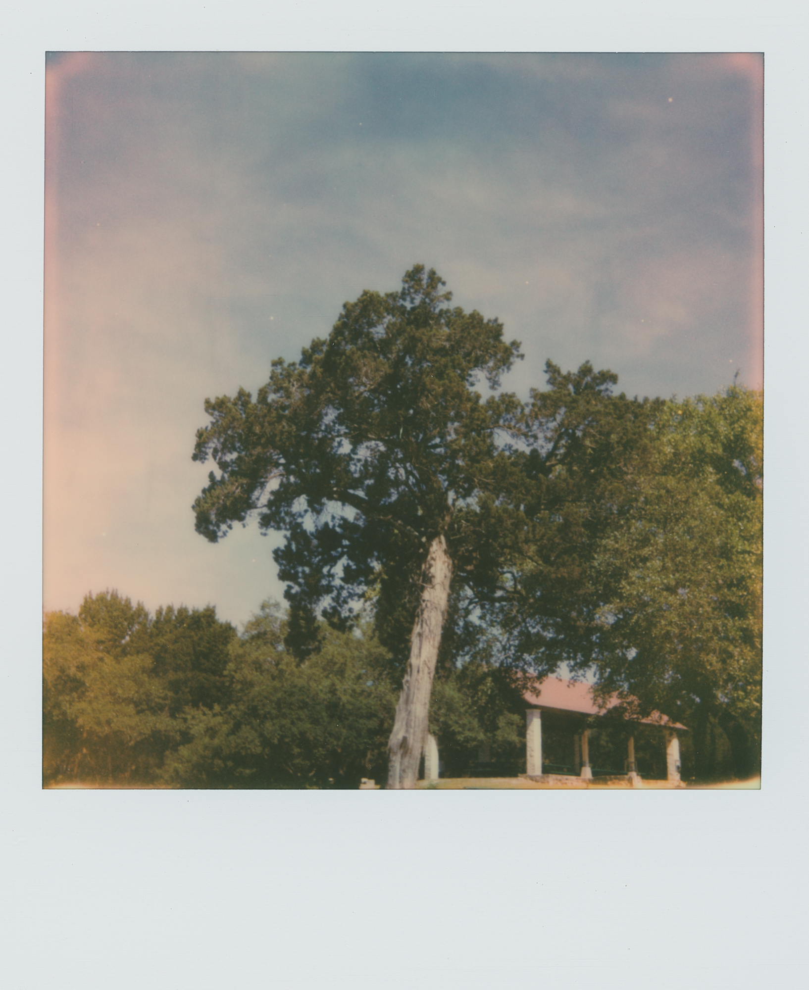 pola week tree (1 of 1).jpg