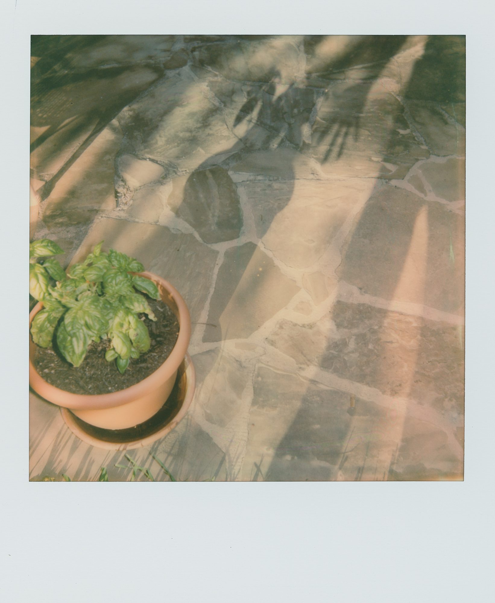 pola week shadow gardener (1 of 1).jpg