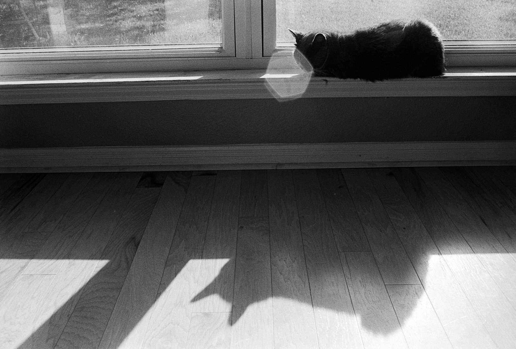 diddles (1 of 1).jpg