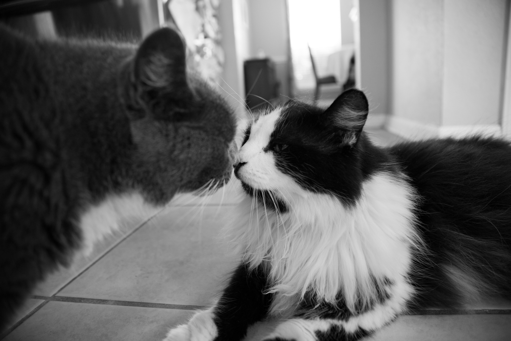 diddles & tatman (1 of 1).jpg