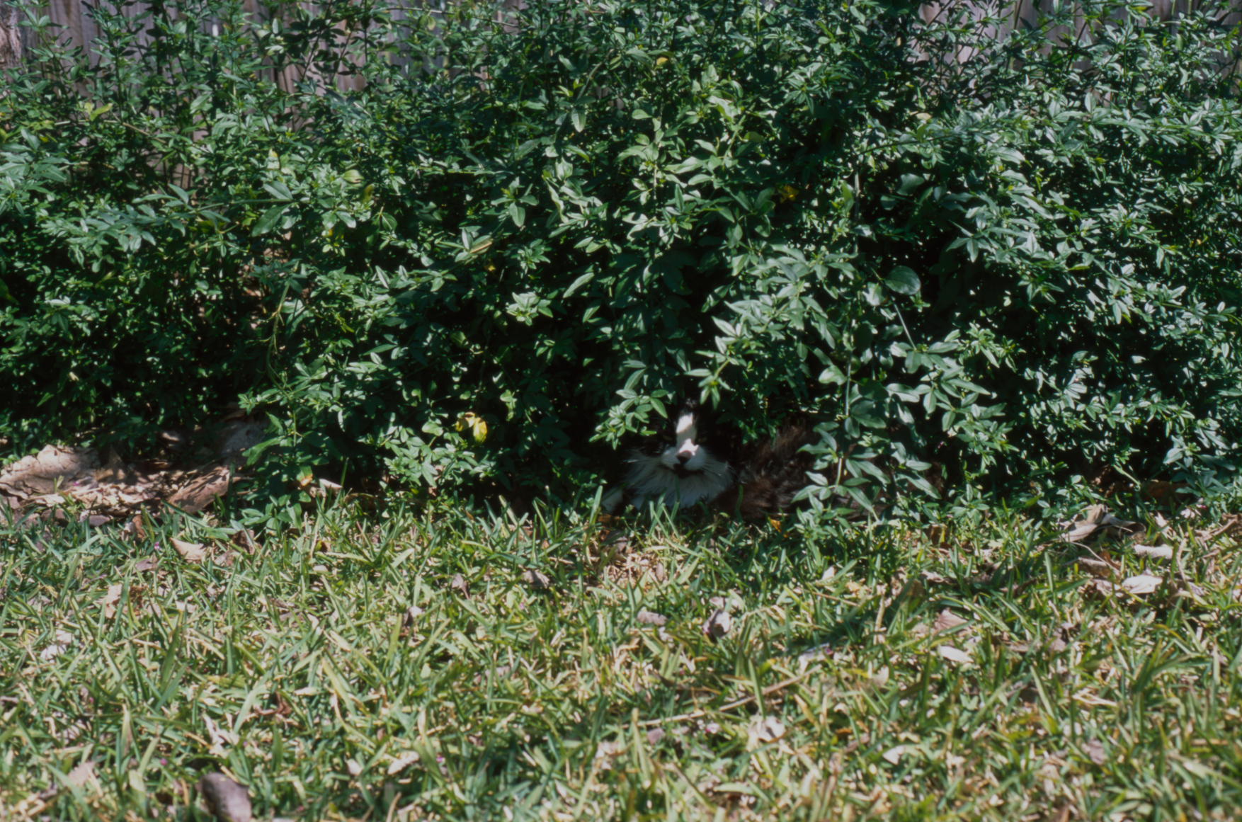 tatman (1 of 1)sm.JPG