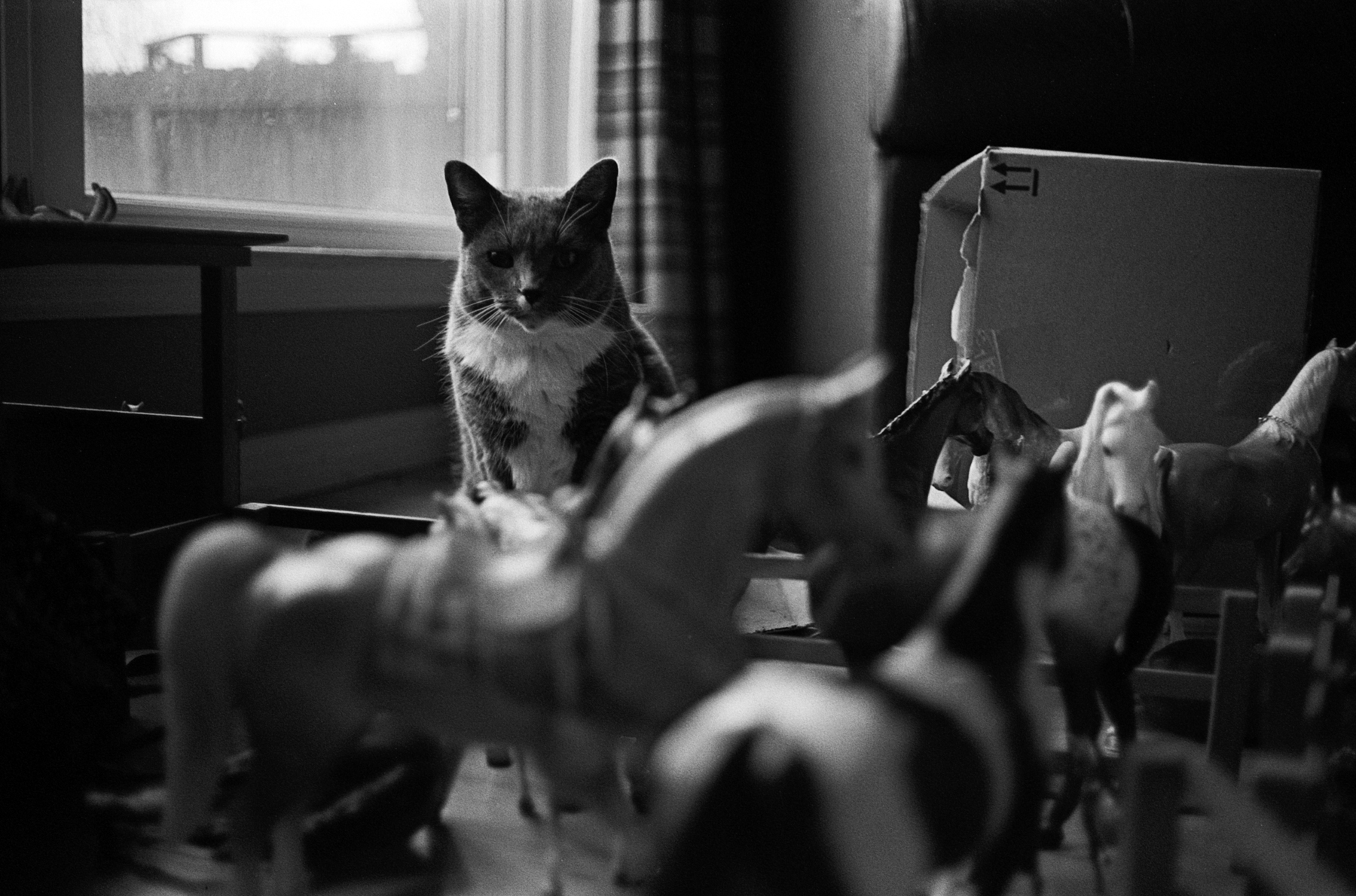 diddles & horses sm (1 of 1).jpg