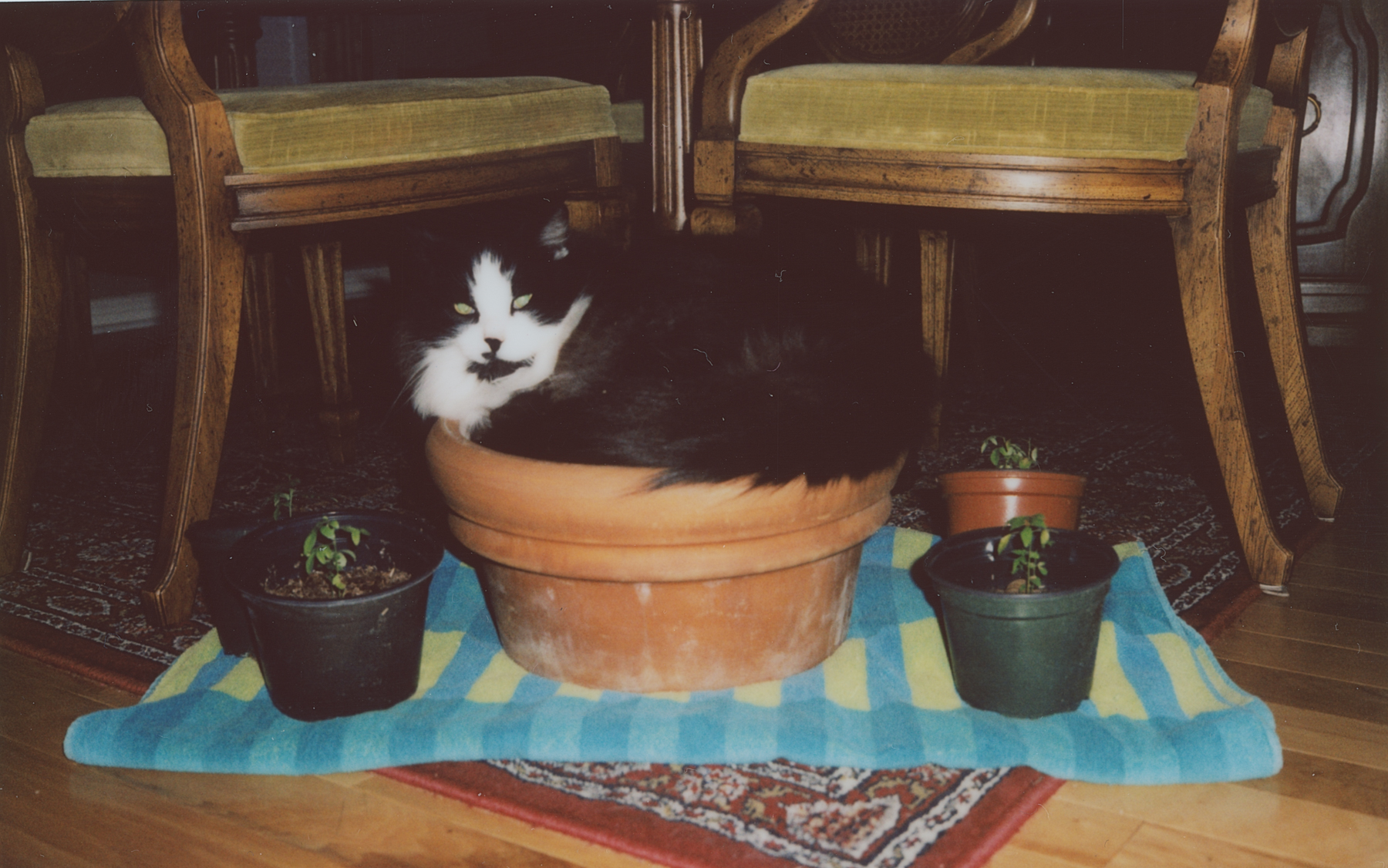 plant pot tatman (1 of 1).jpg