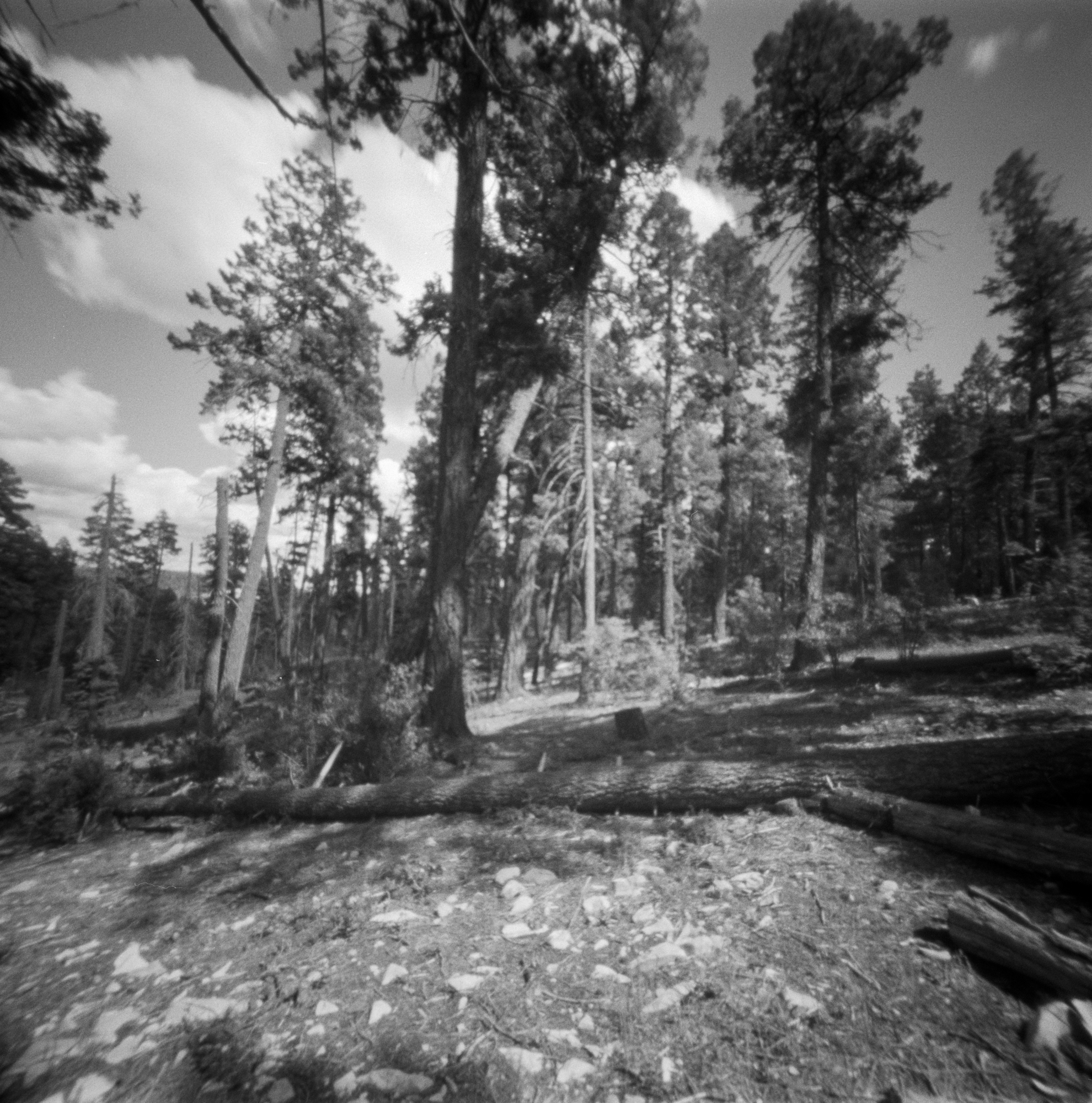 Into the West 2019, 1 Ondu Lincoln National Forest (9 of 12) (2).jpg