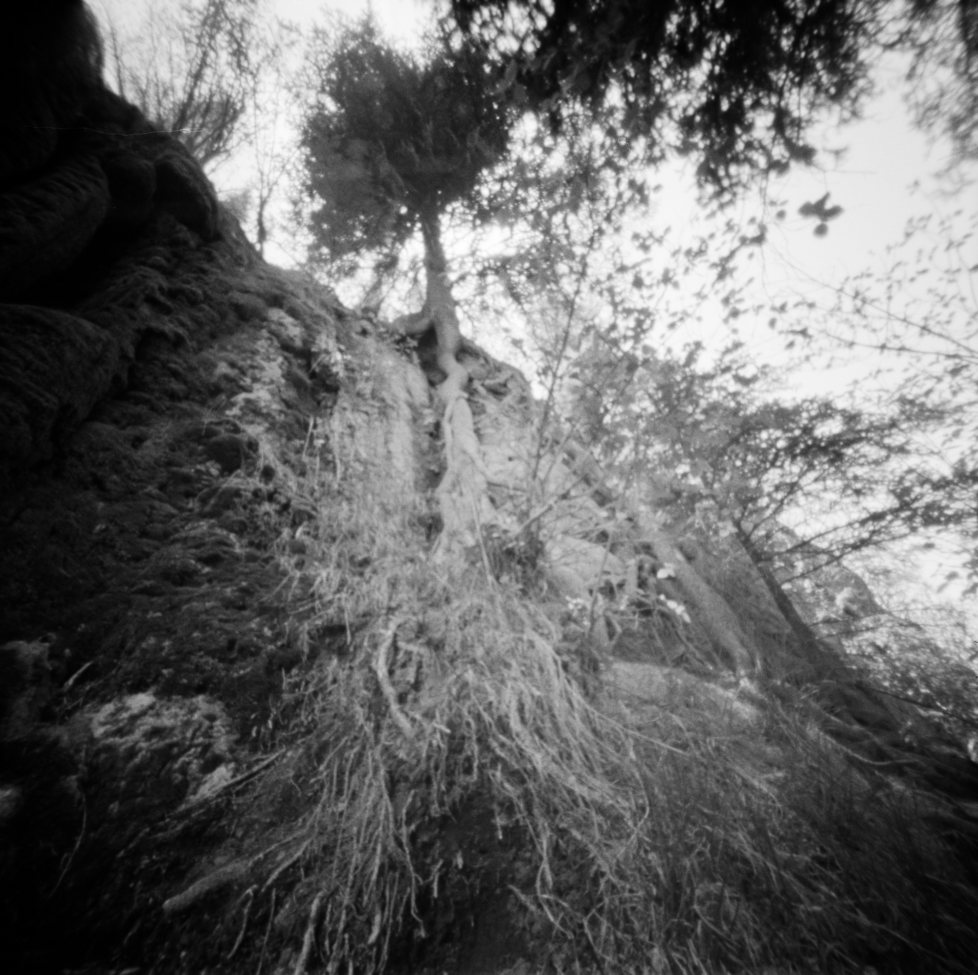 Into the West 2019, 1 Ondu Lincoln National Forest Bluff Springs  (7 of 12).jpg