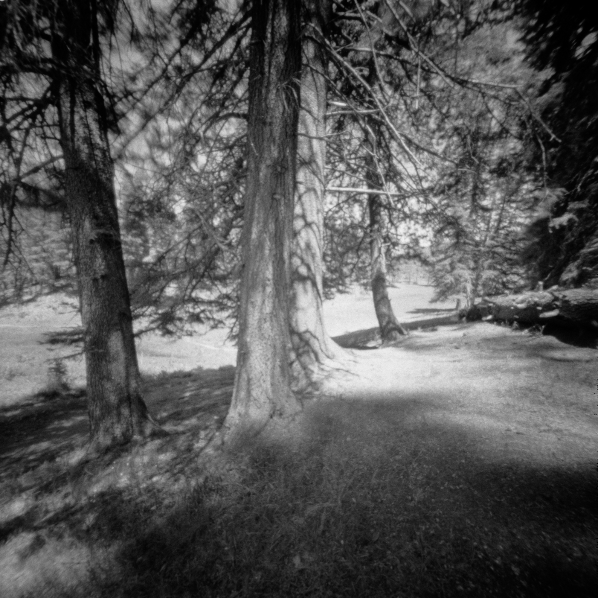 Into the West 2019, 1 Ondu Lincoln National Forest  (3 of 9).jpg