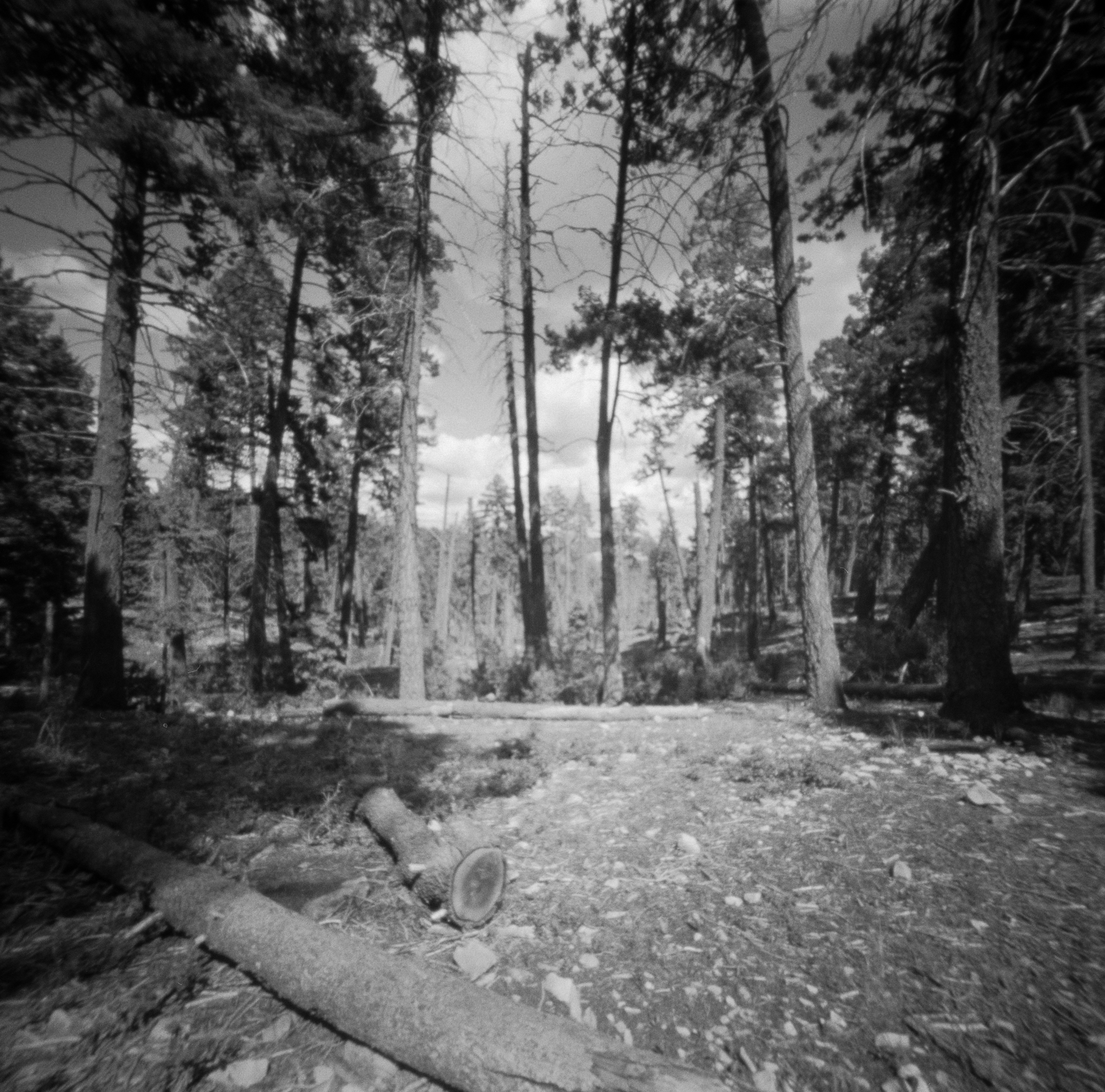 Into the West 2019, 1 Ondu Lincoln National Forest (6 of 12) (2).jpg