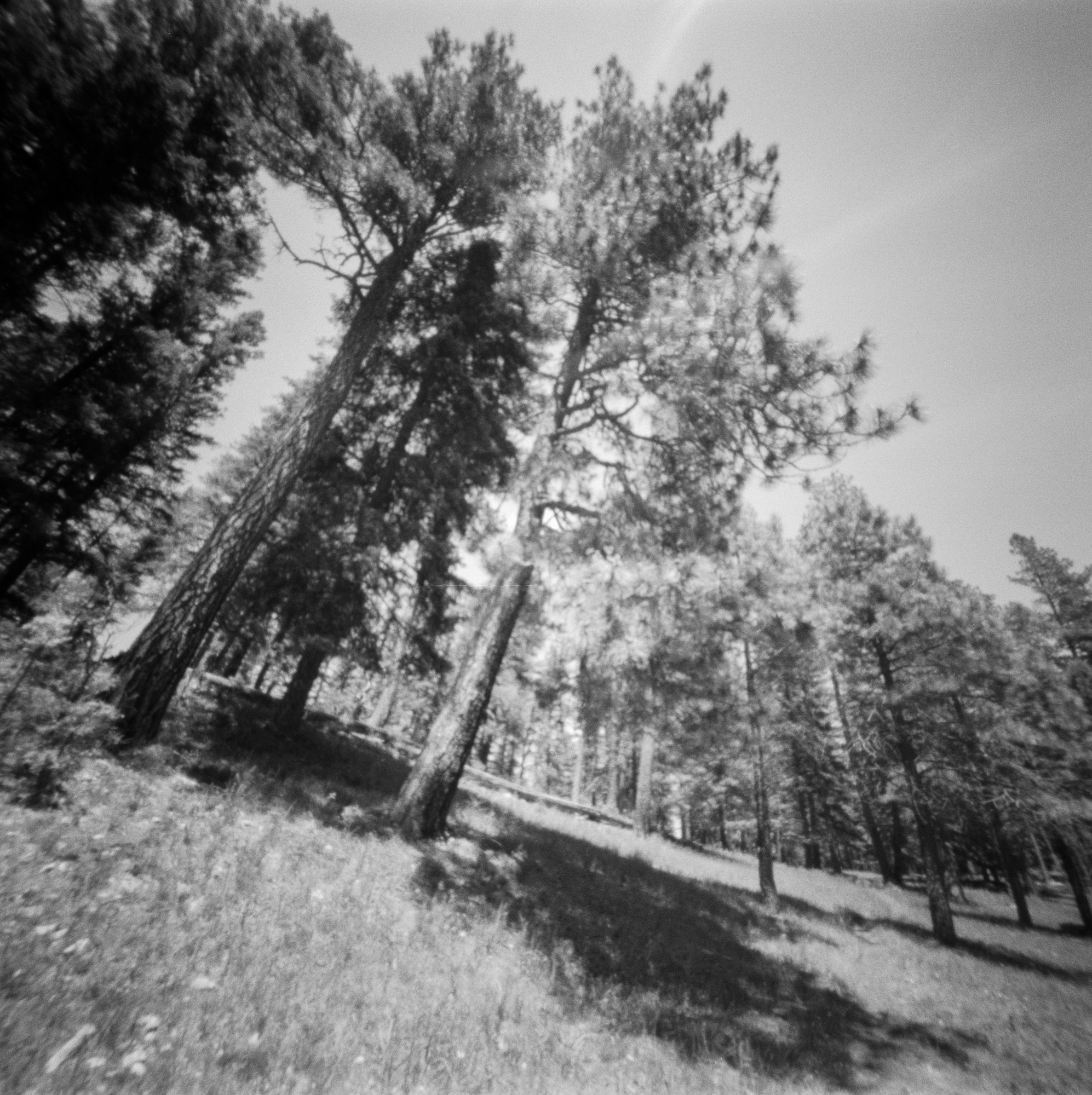 Into the West 2019, 1 Ondu Lincoln National Forest Bluff Springs  (10 of 12).jpg