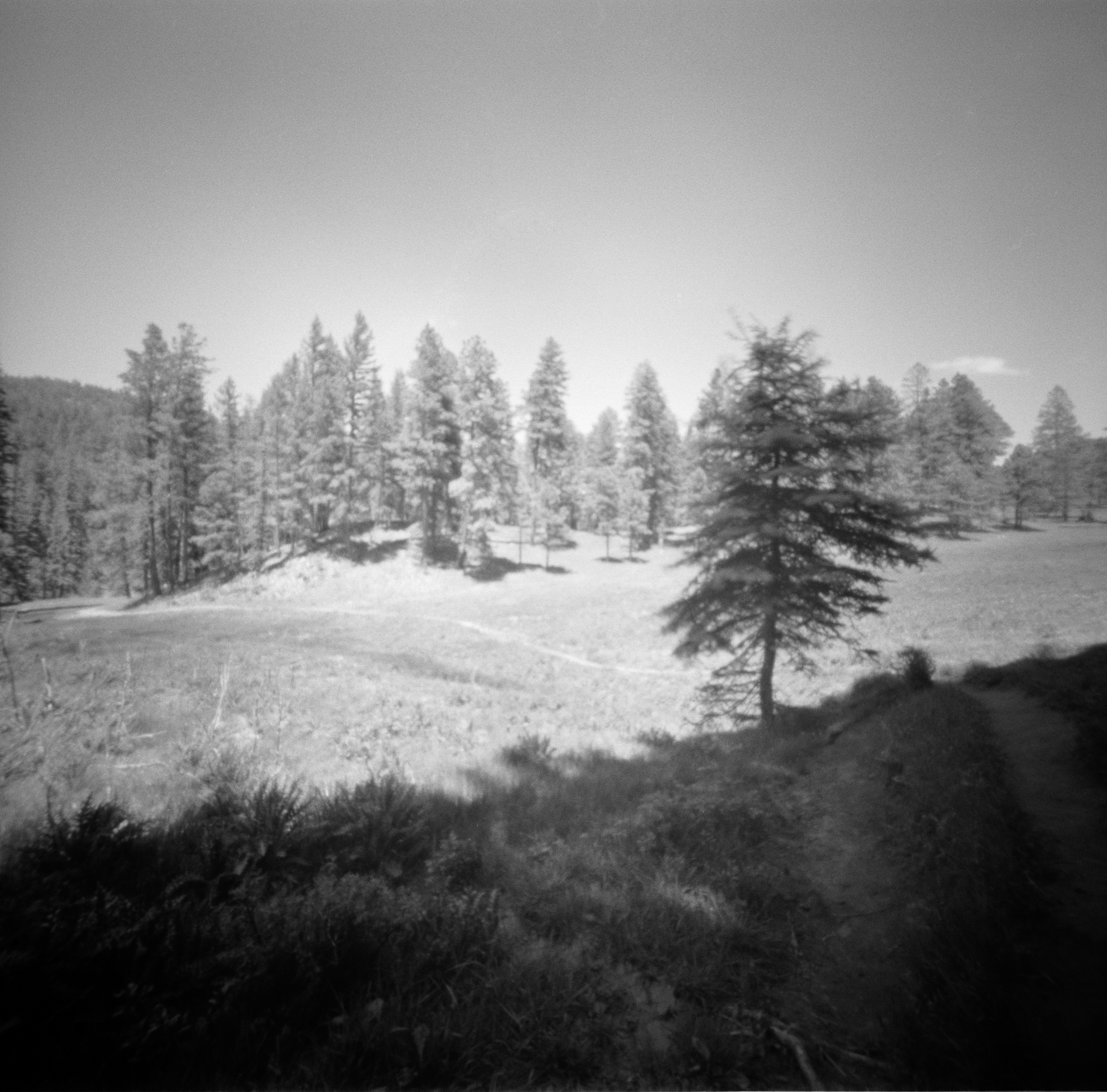 Into the West 2019, 1 Ondu Lincoln National Forest  (2 of 9).jpg