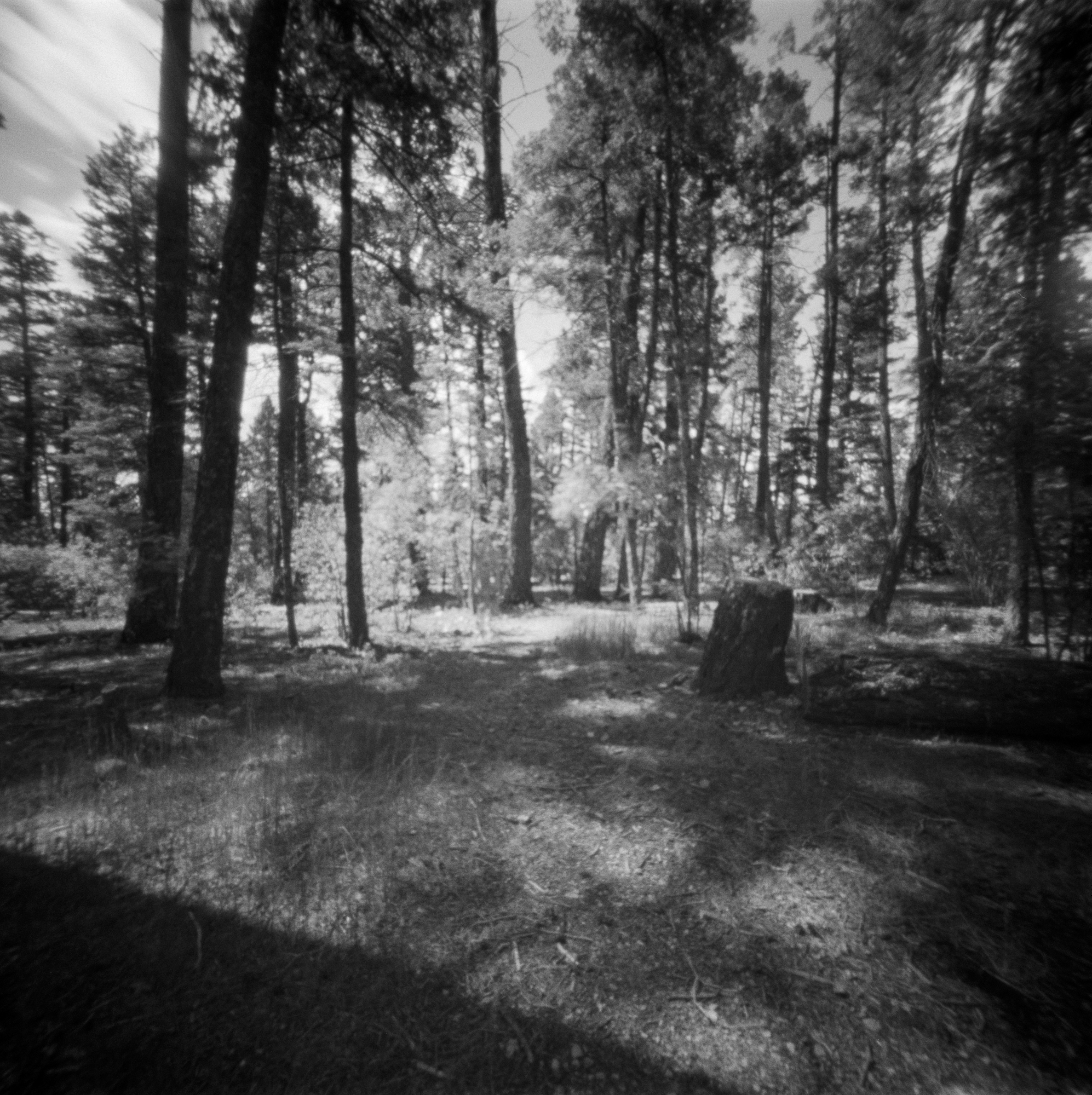 Into the West 2019, 1 Ondu Lincoln National Forest (7 of 12) (2).jpg