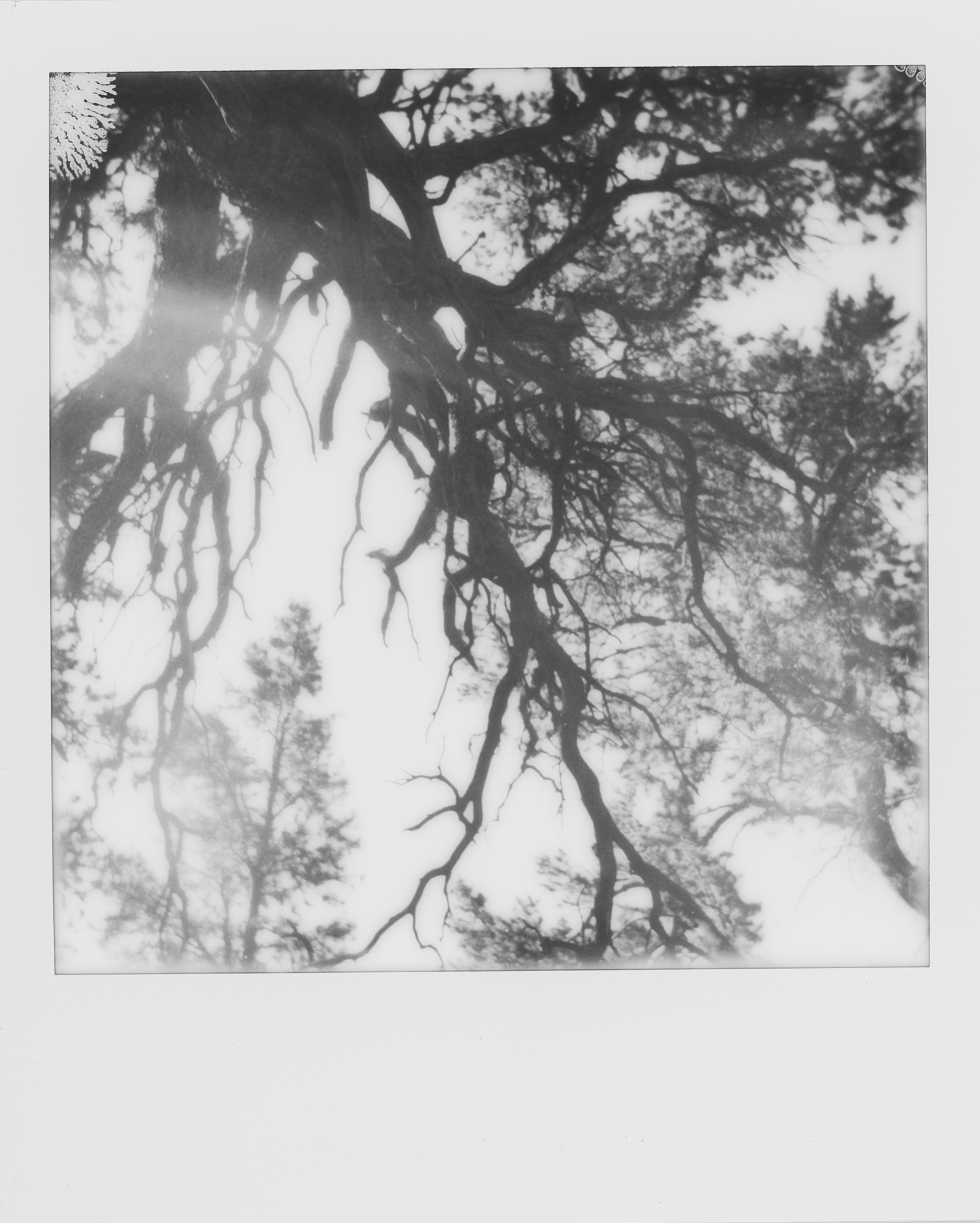 into the west Black Canyon of the Gunnison 2019 Polaroid b&w (2 of 7).jpg