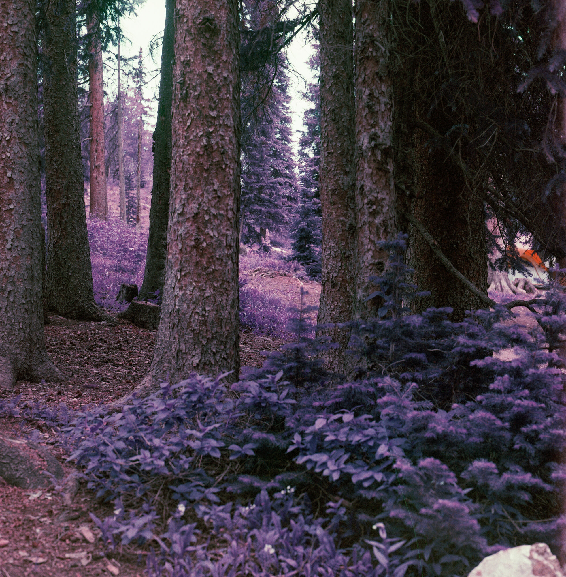 Into the West 2019 color Lomo Purple (8 of 12).jpg