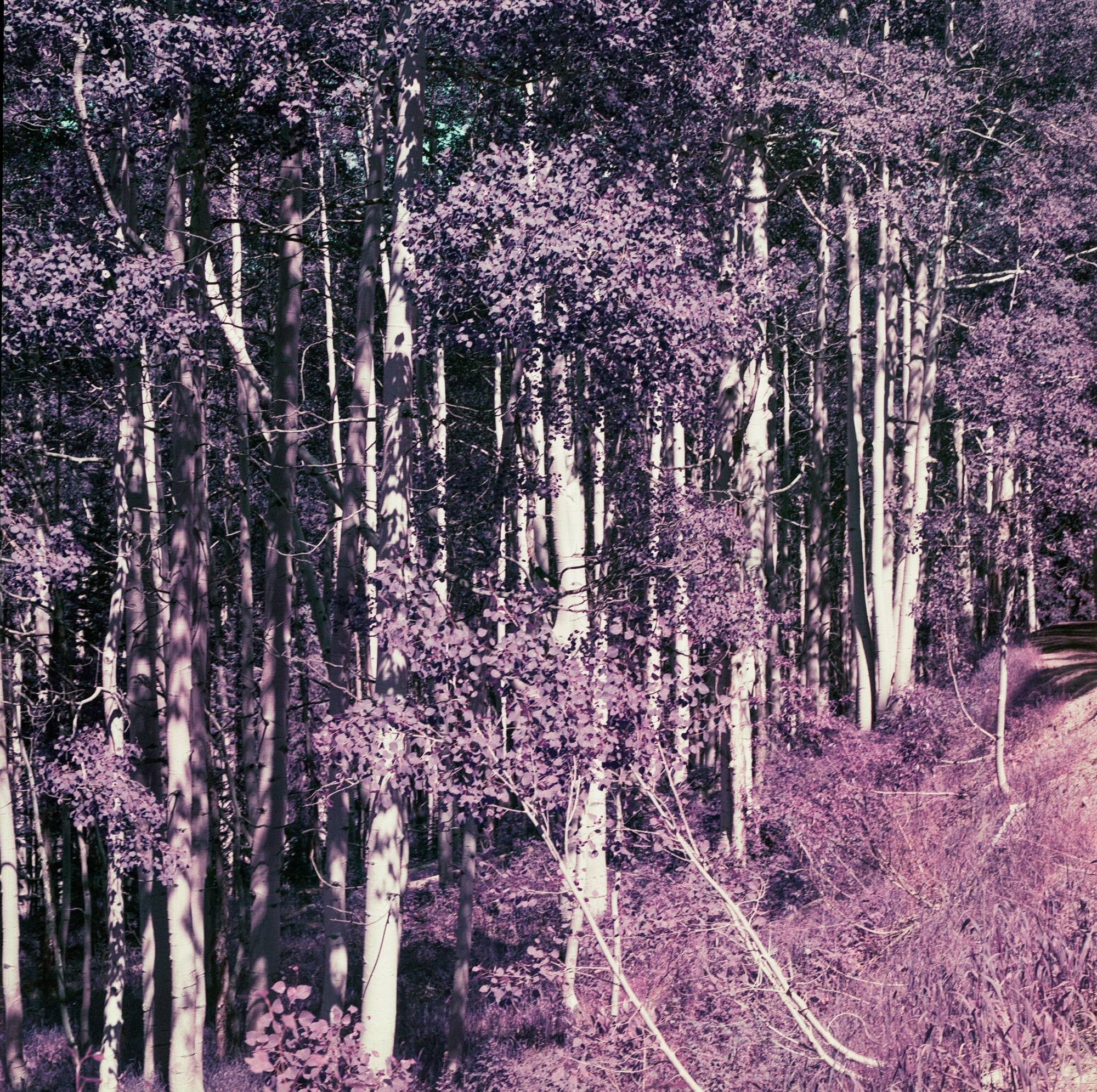 Into the West 2019 color Lomo Purple (6 of 12).jpg