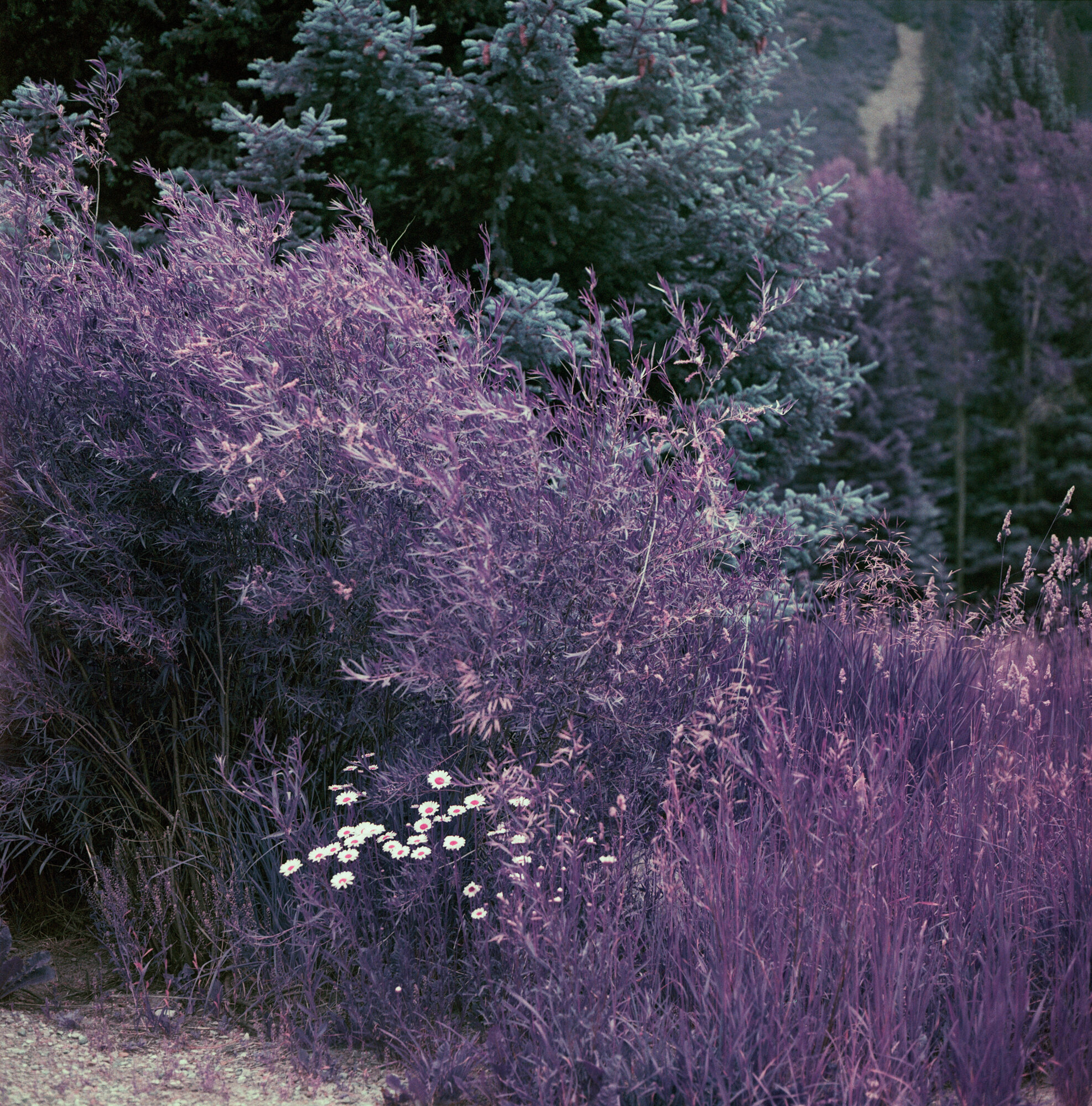 Into the West 2019 color Lomo Purple (4 of 12).jpg