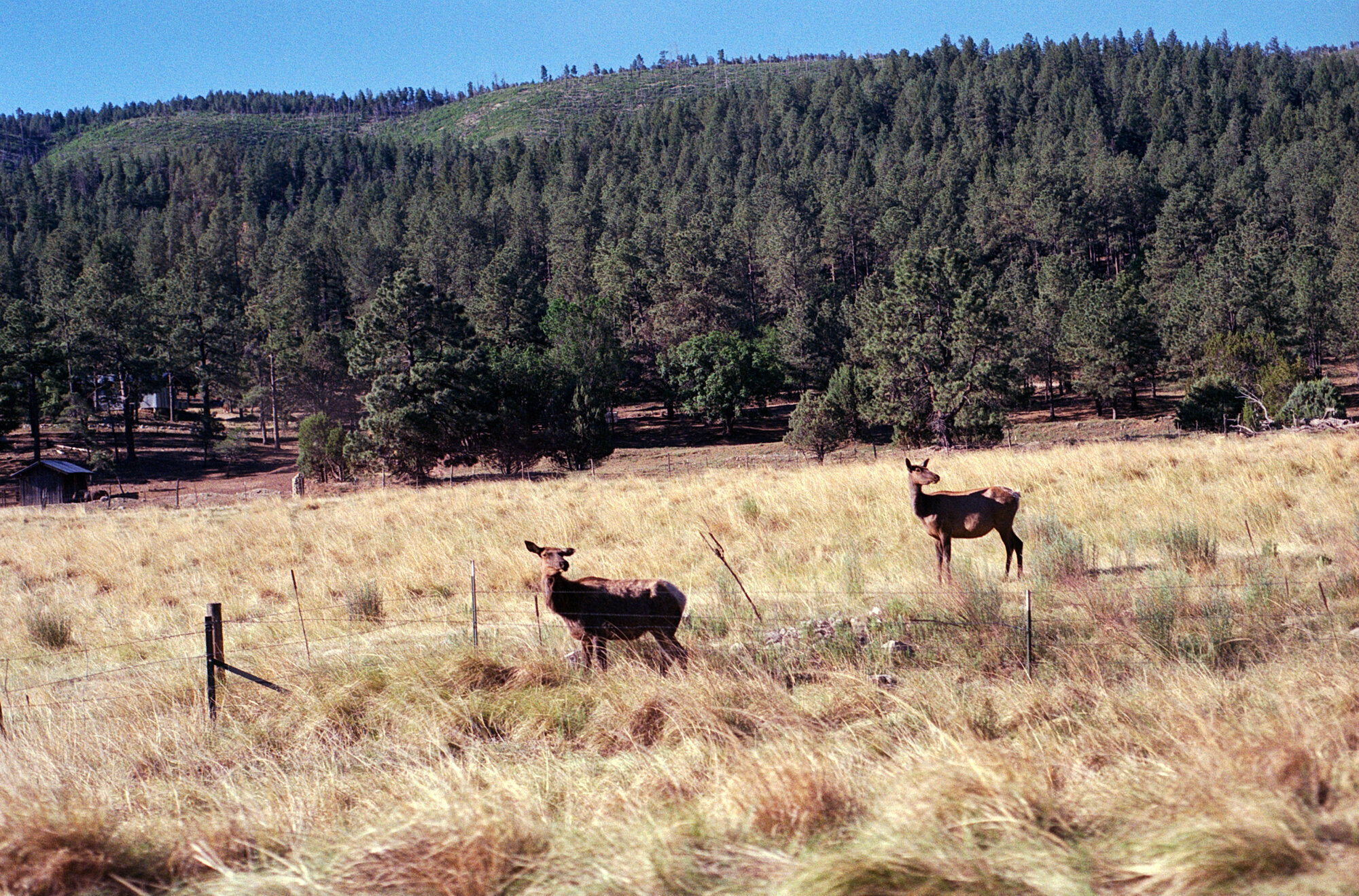 ITW color for peace (1 of 1)-5.jpg