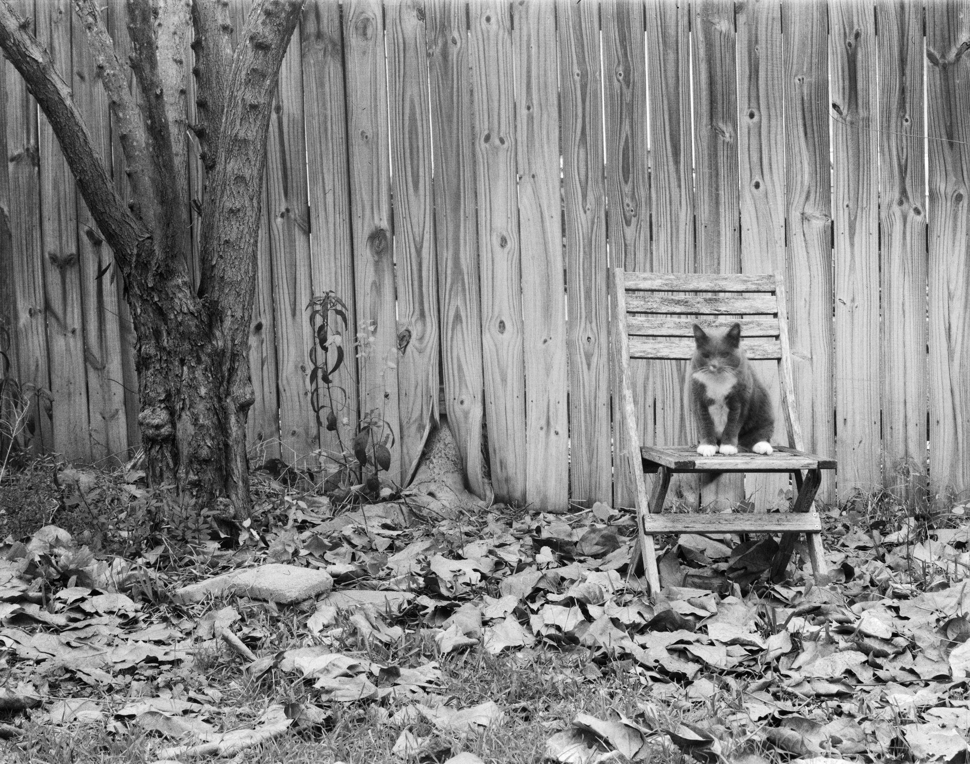 Fuzzy kitty, fuzzy photo (longish exposure. . . shutter speed depends on me operating the lens cap)