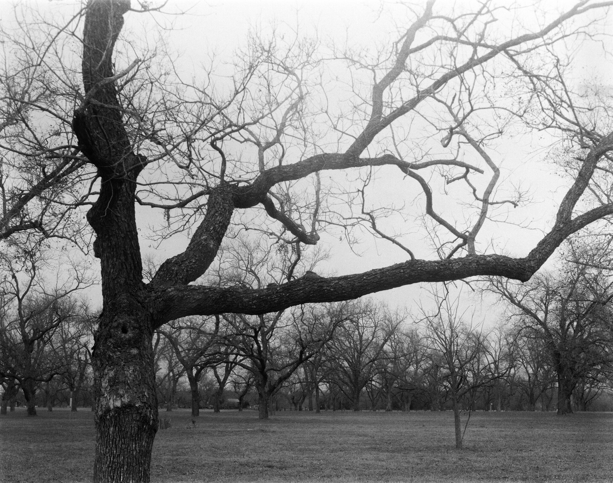 Berry Creek pecans 4x5 Jan 2020 (1 of 12).jpg