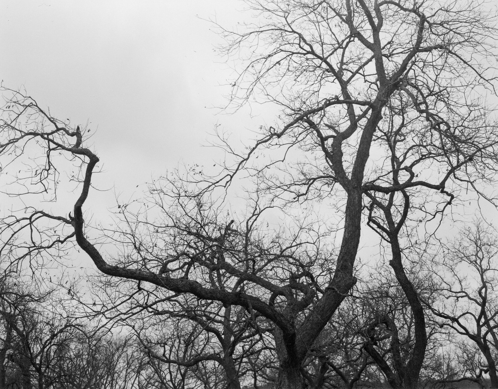Berry Creek pecans 4x5 Jan 2020 (5 of 12).jpg
