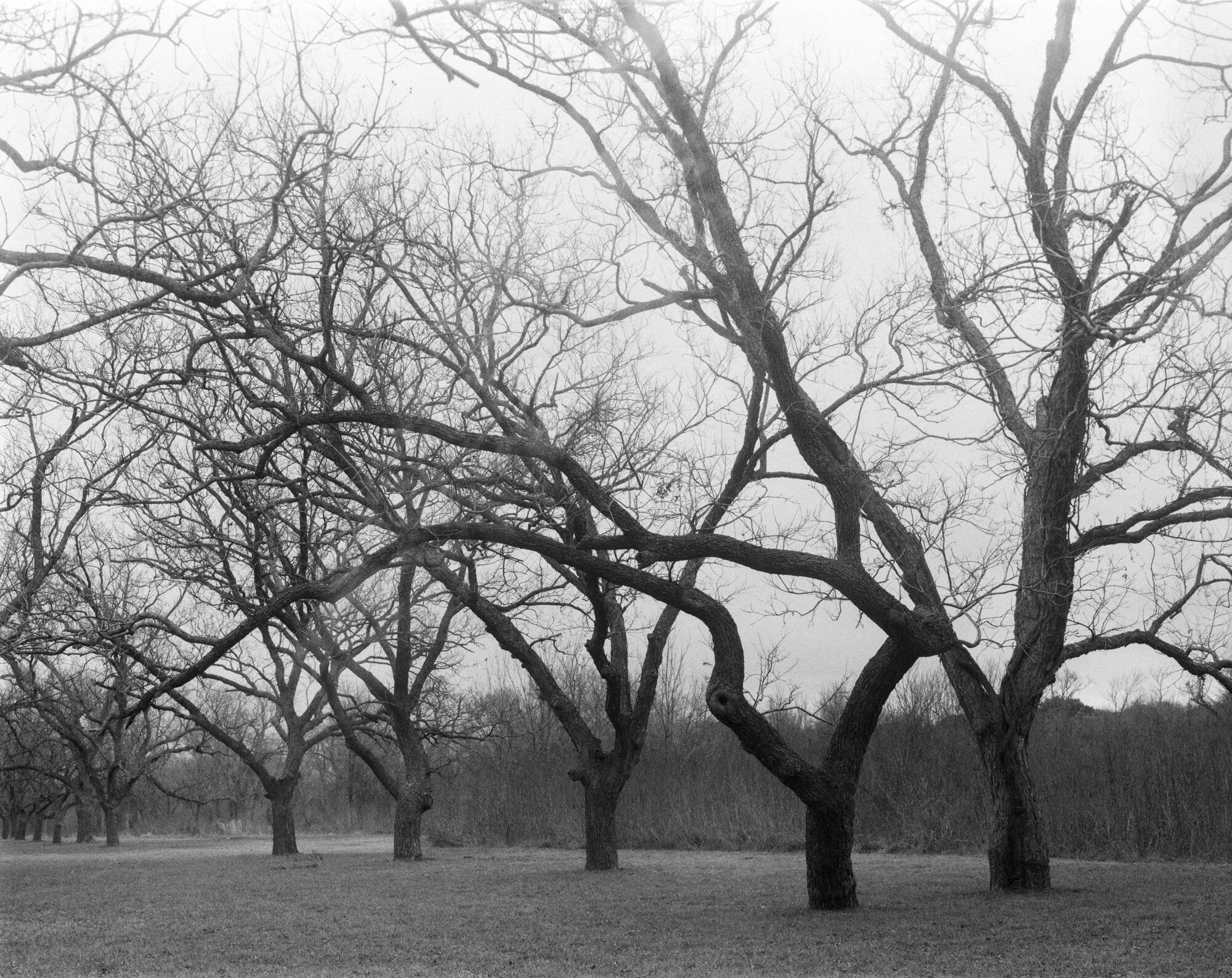 Berry Creek pecans 4x5 Jan 2020 (2 of 12).jpg