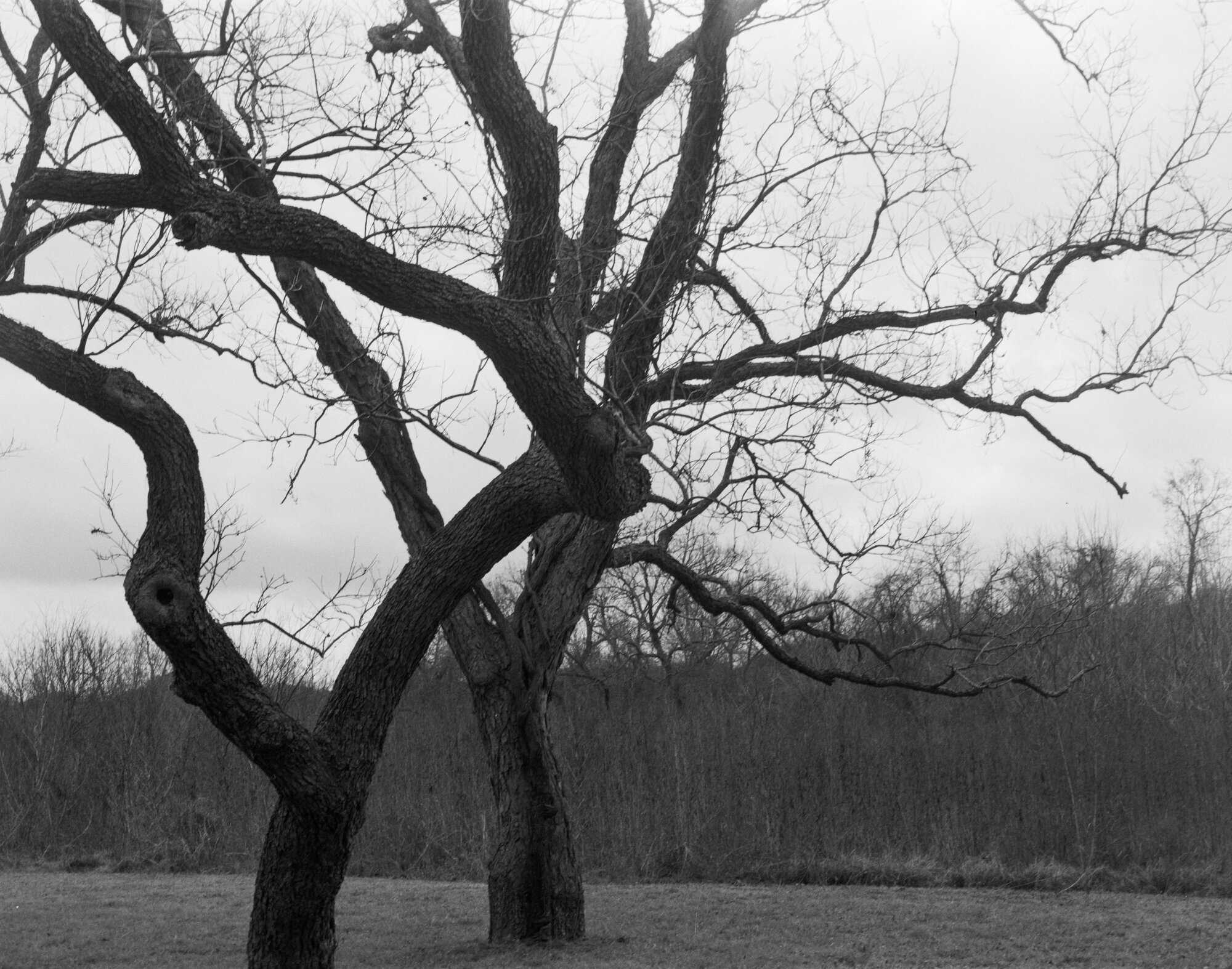 Berry Creek pecans 1 Jan 2020 (1 of 1).jpg