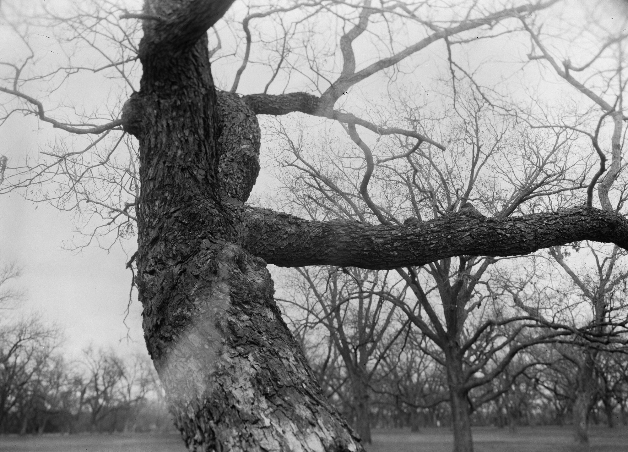 Berry Creek pecans 4x5 Jan 2020 (7 of 12).jpg