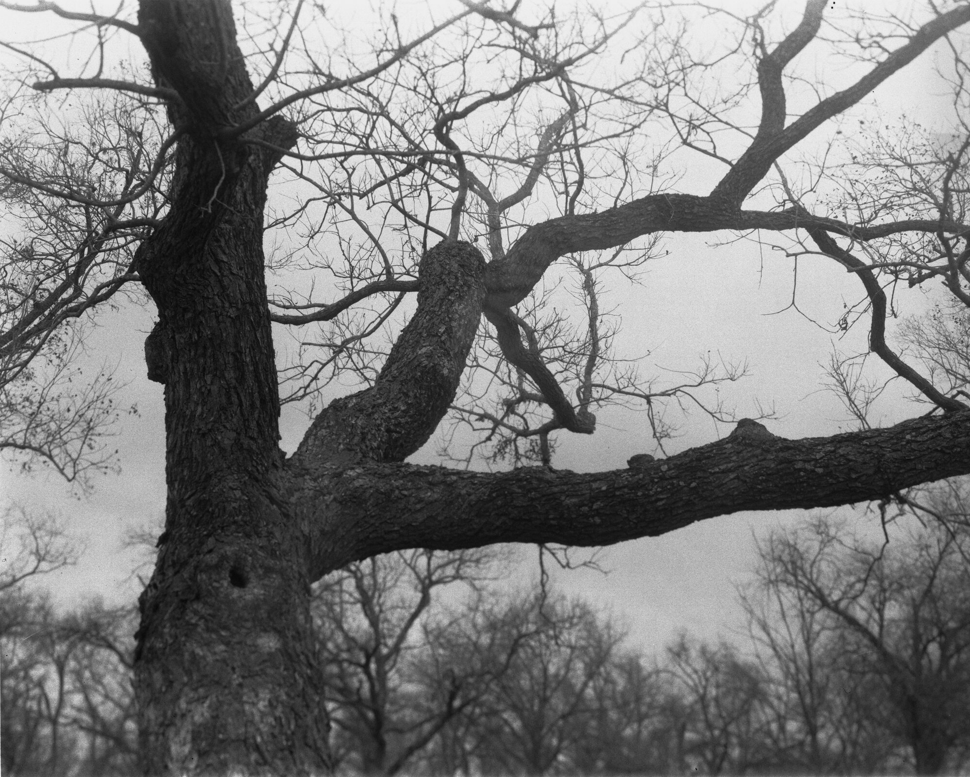 Berry Creek pecans 4x5 Jan 2020 (6 of 12).jpg