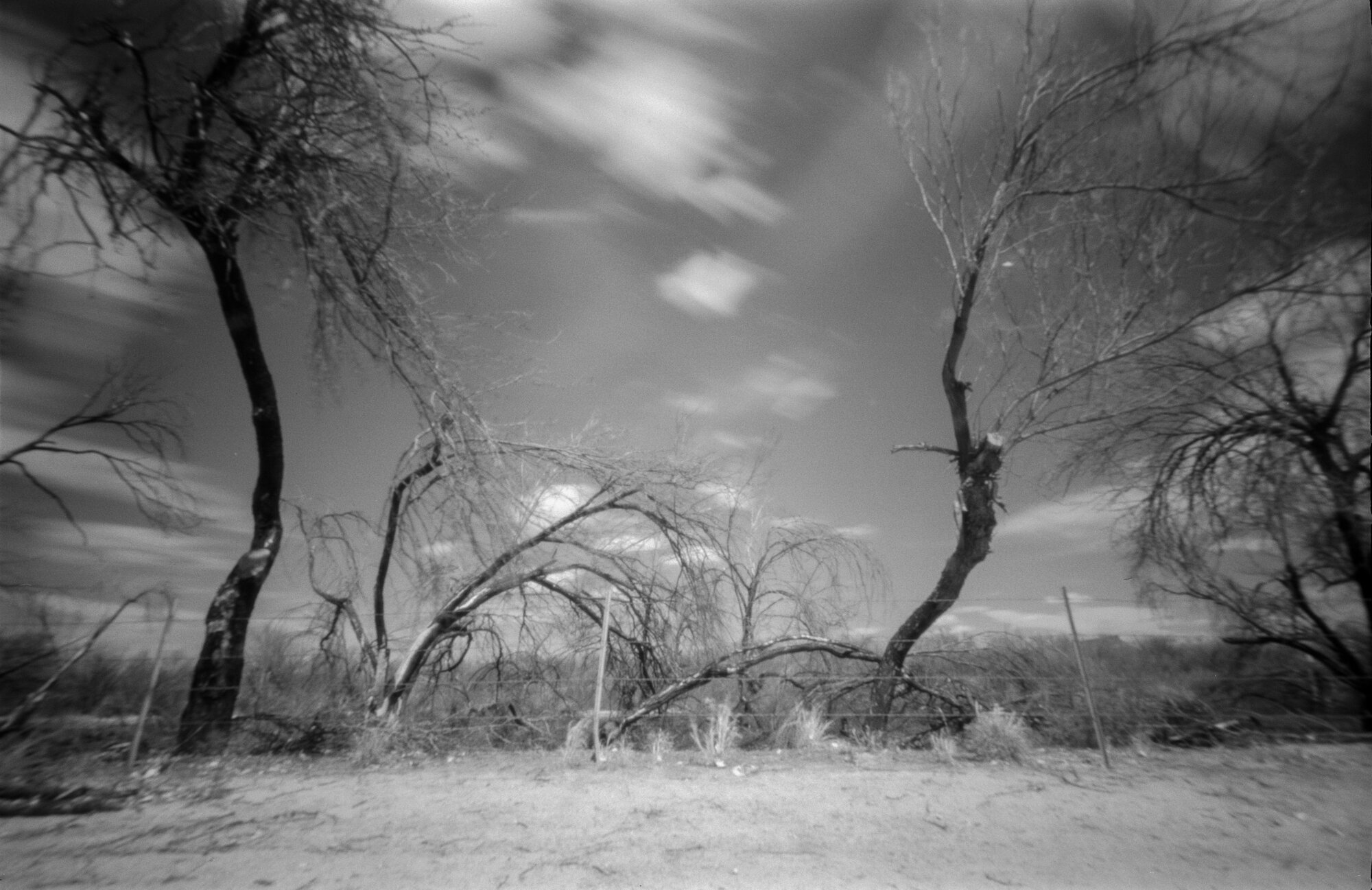 Big Bend 2020 Castolon fire area cotton wood camp trees (2 of 6).jpg