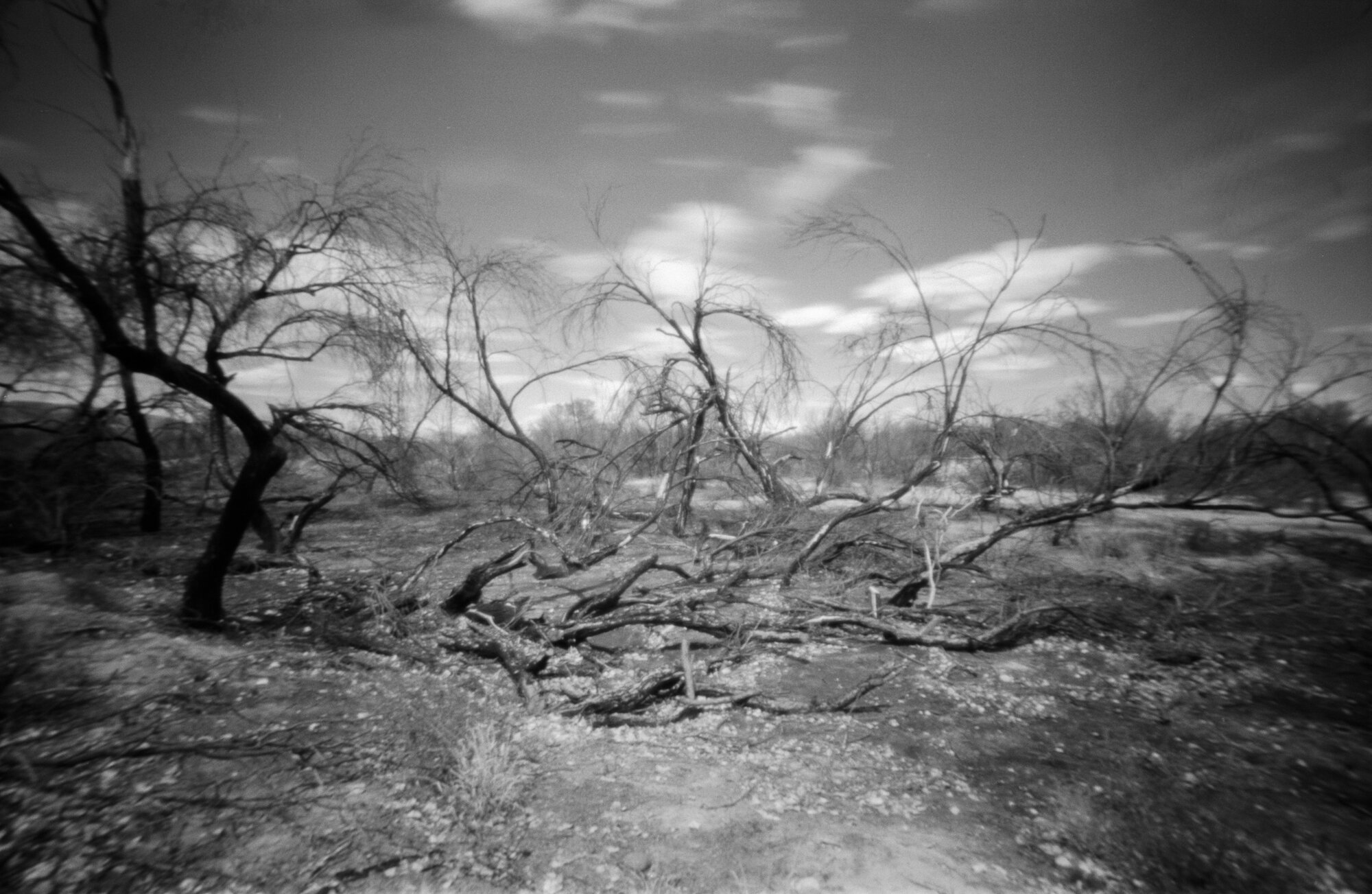 Big Bend 2020 Castolon fire area cotton wood camp trees (5 of 6).jpg