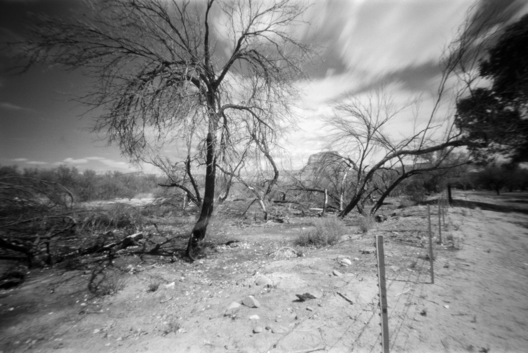 Big Bend 2020 Castolon fire area cotton wood camp trees (6 of 6).jpg
