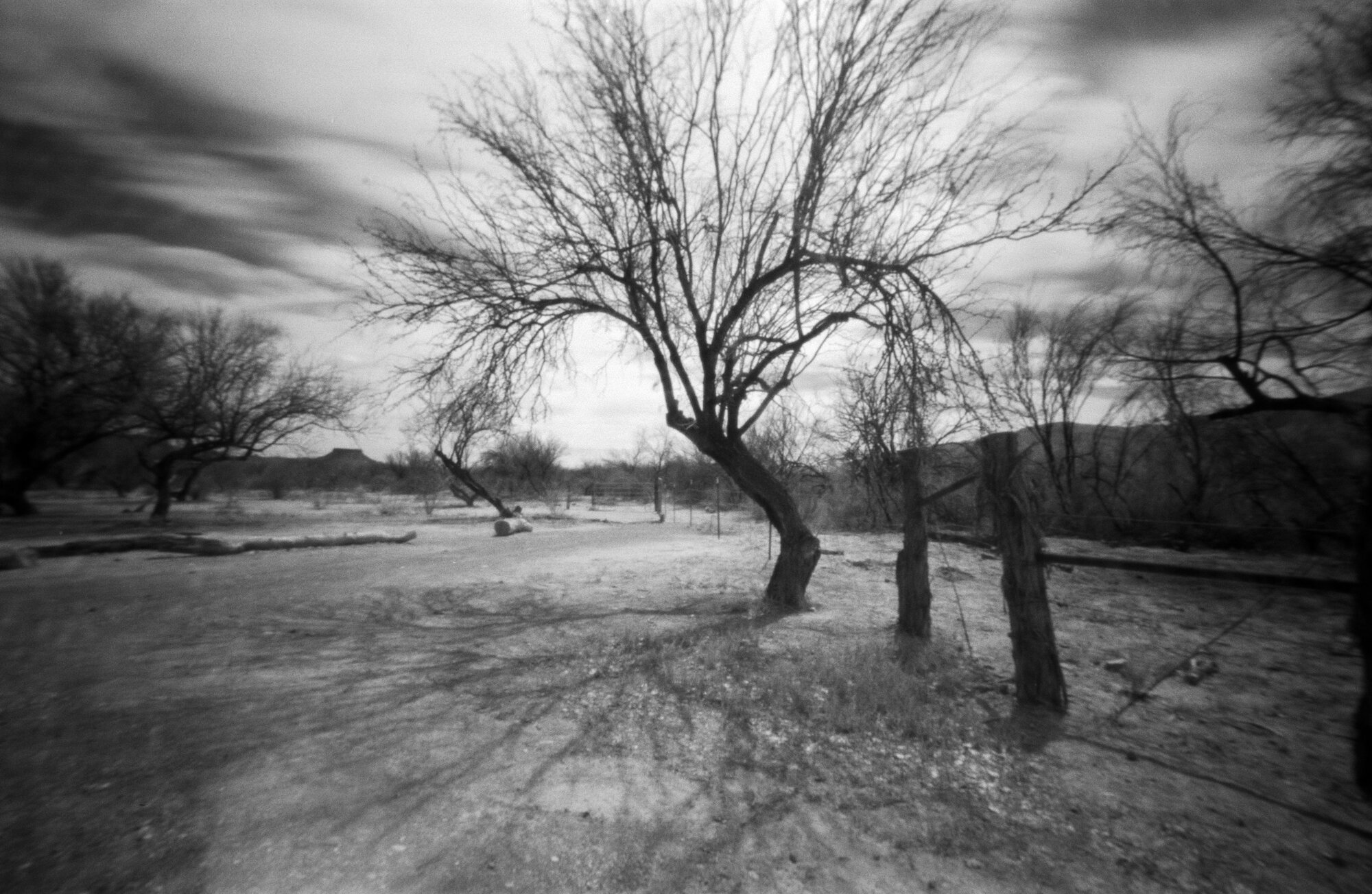 Big Bend 2020 Castolon fire area cotton wood camp trees (4 of 6).jpg