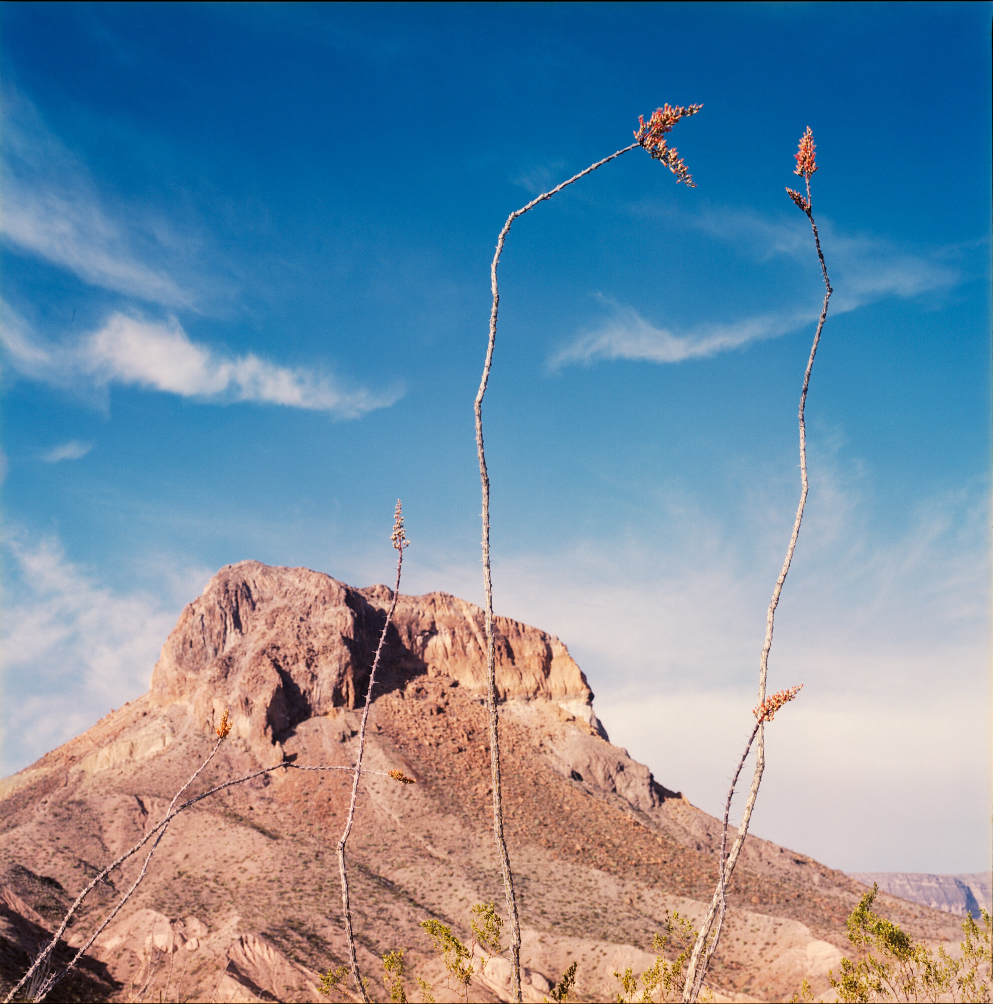 Big Bend 2020 ocotillo blad (1 of 1).jpg