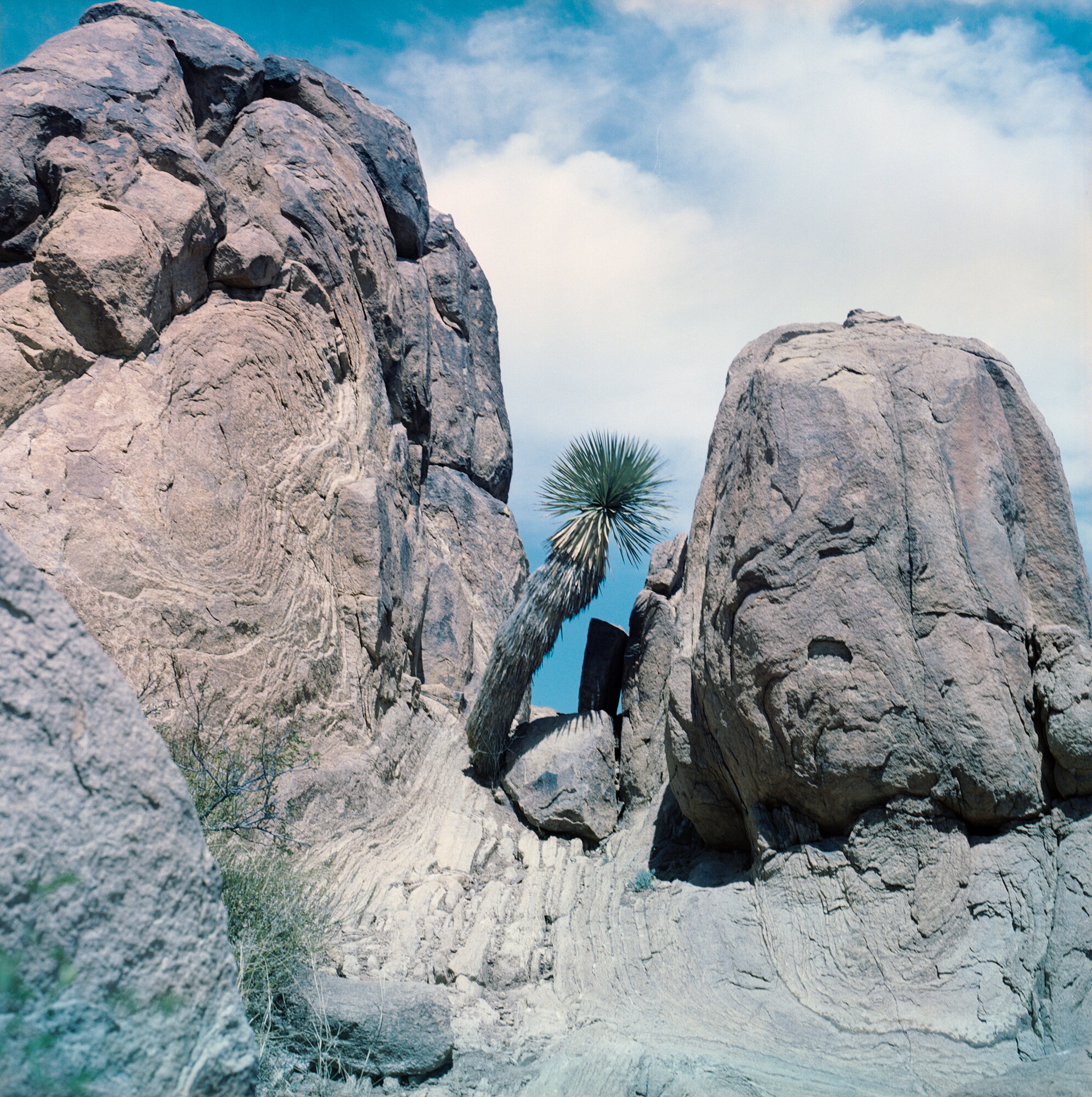 Big Bend 2020 grapevine hills trail blad (1 of 1).jpg