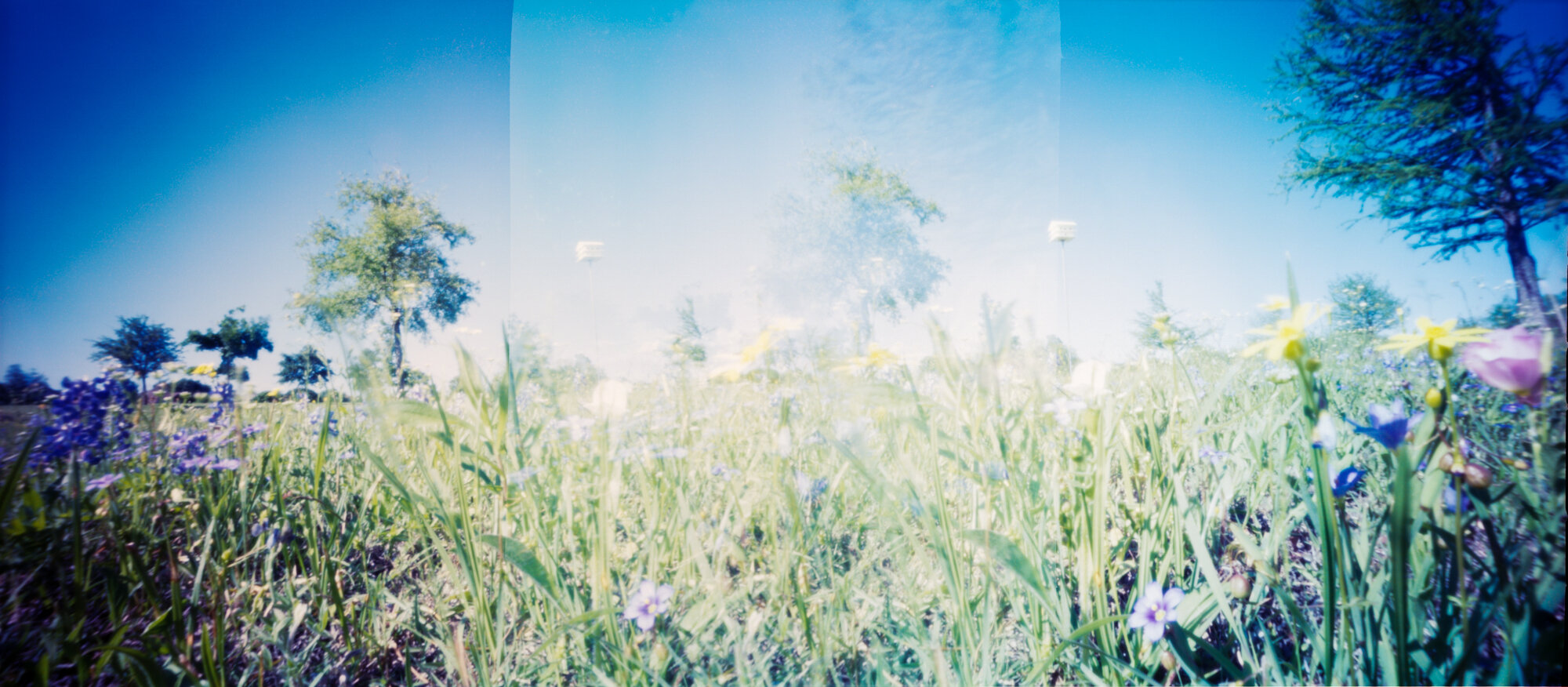 pinhole wildflowers 3 (1 of 1).jpg