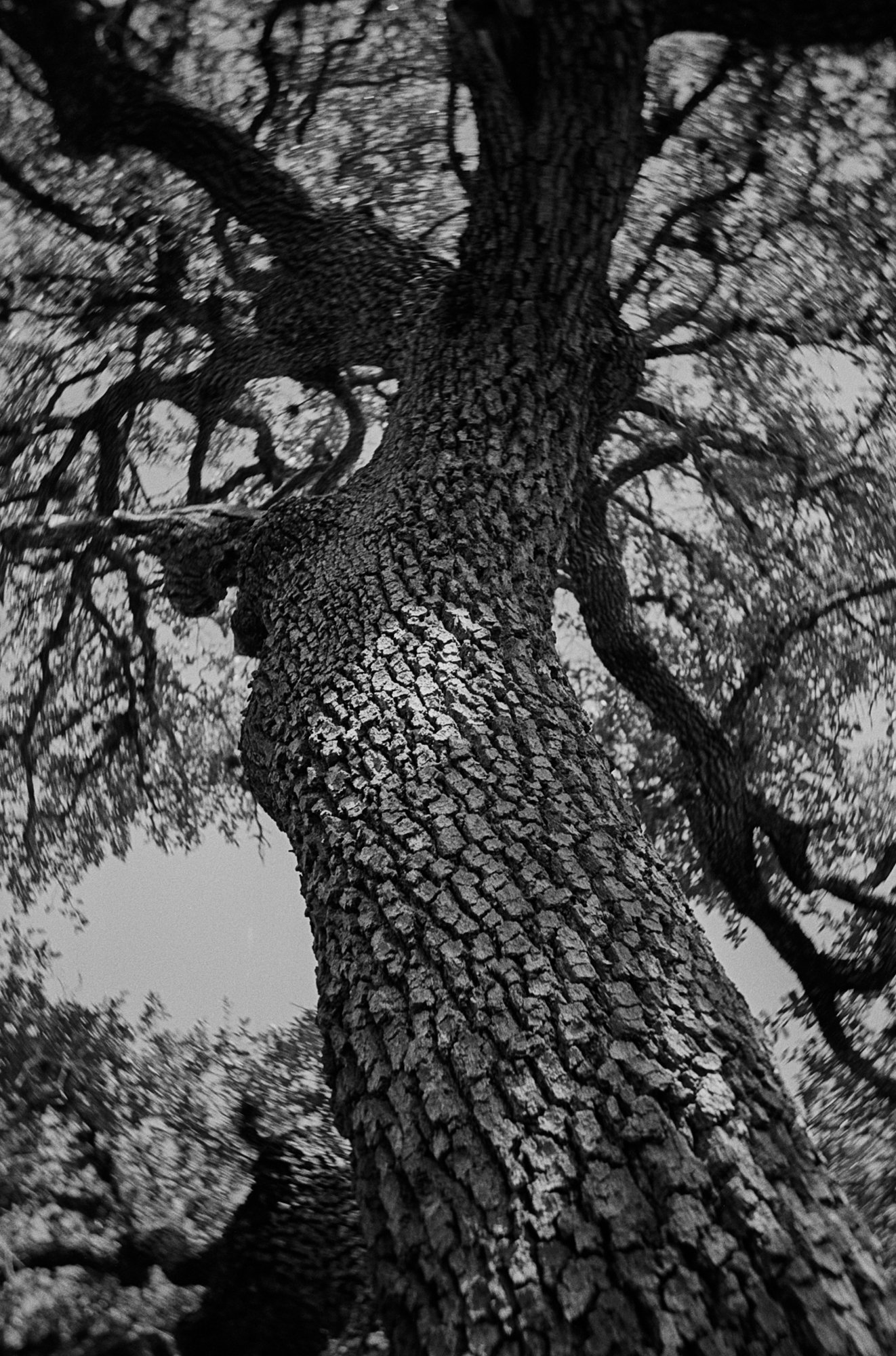 tree (1 of 1).jpg