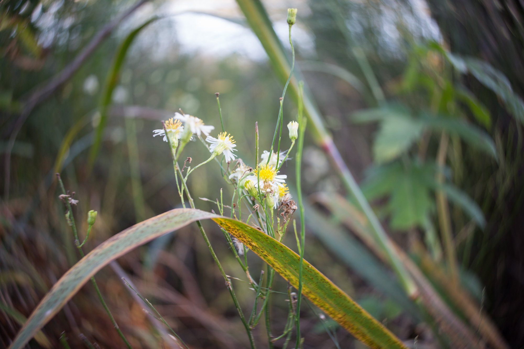autumn details (4 of 5).jpg