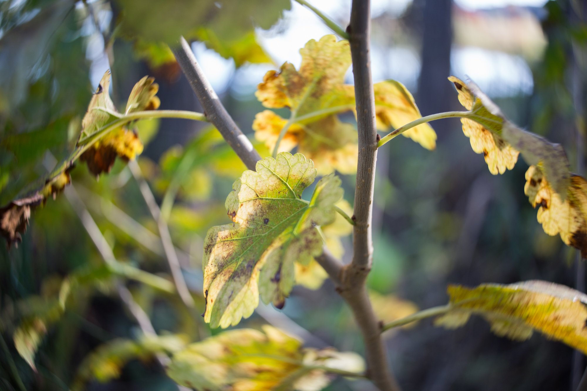 autumn details (5 of 5).jpg