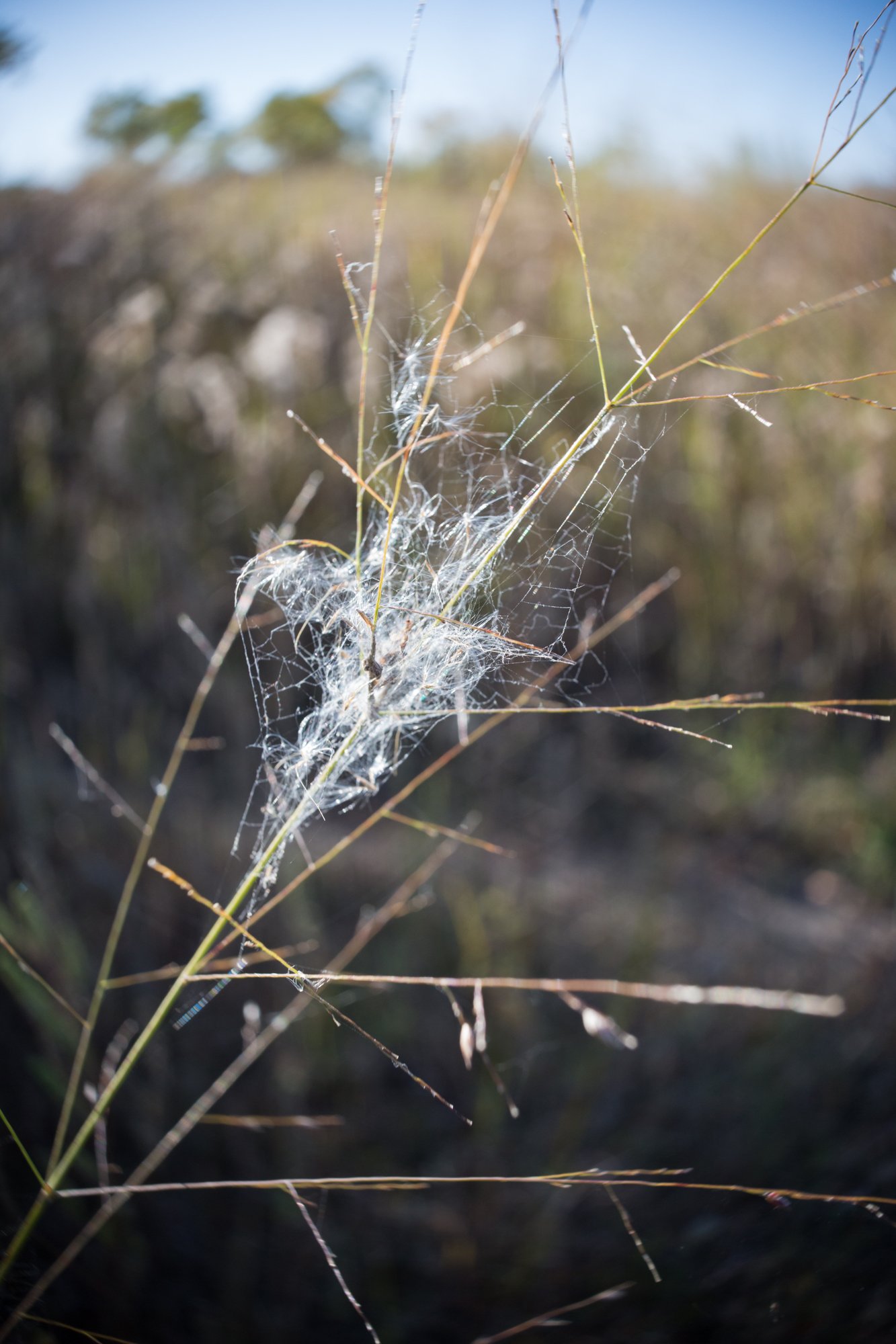 autumn details (1 of 5).jpg