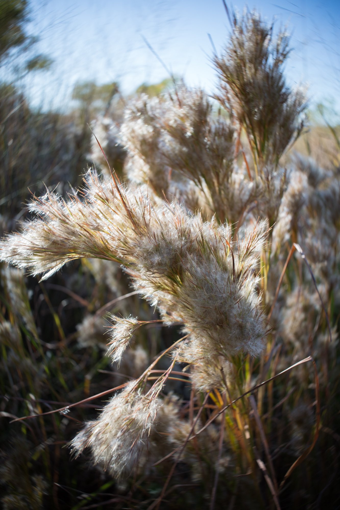 autumn details (2 of 5).jpg