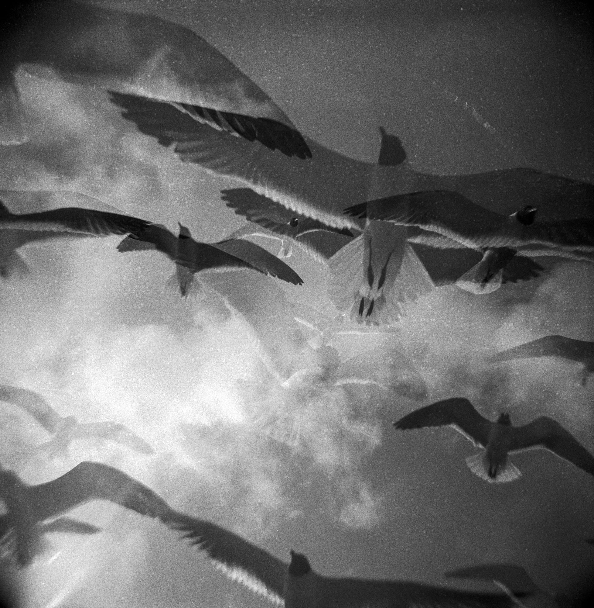 diana gulls port a 2022 (1 of 1).jpg