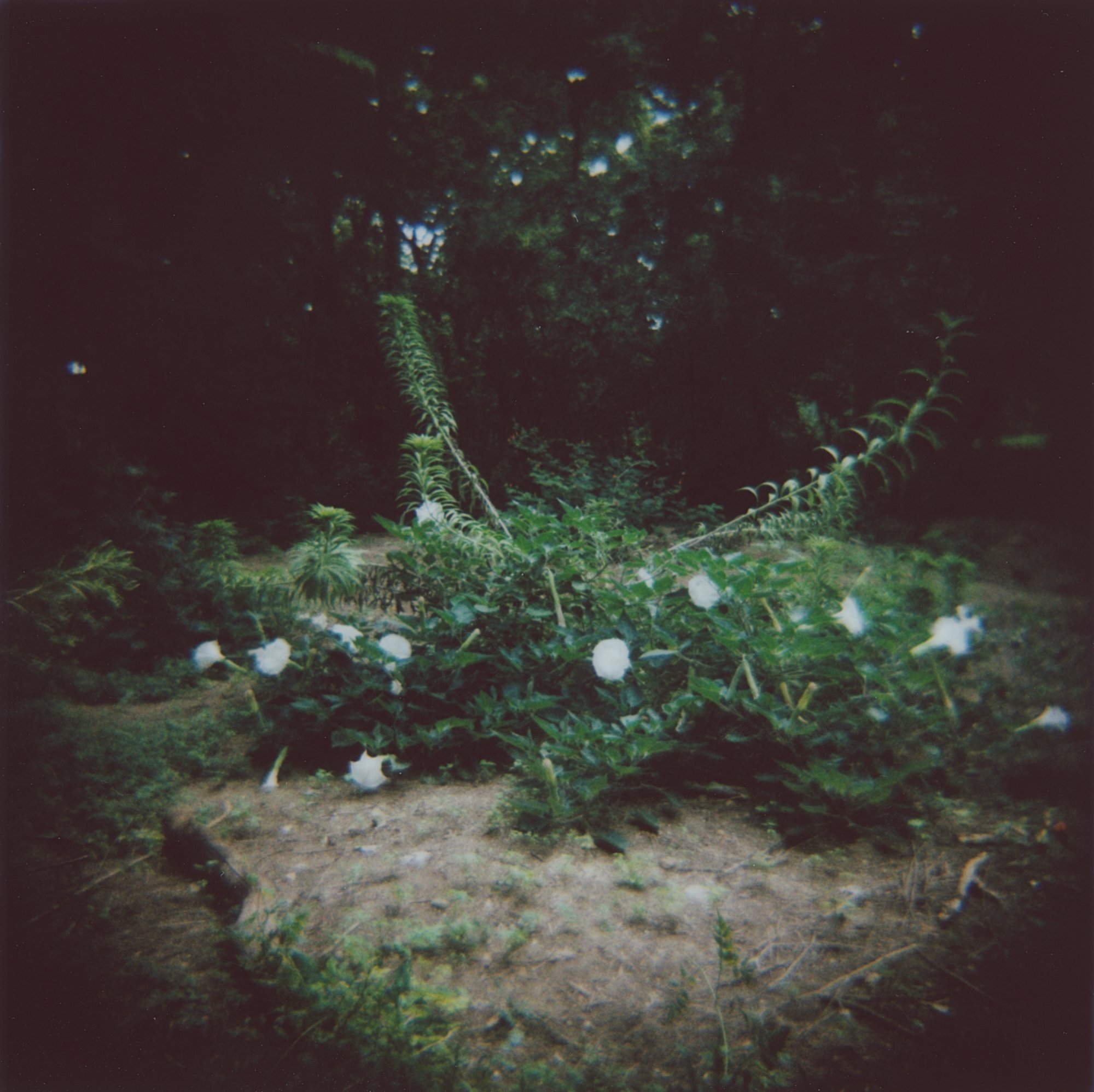 laguna gloria diana instax square sept 2022  (4 of 17).jpg