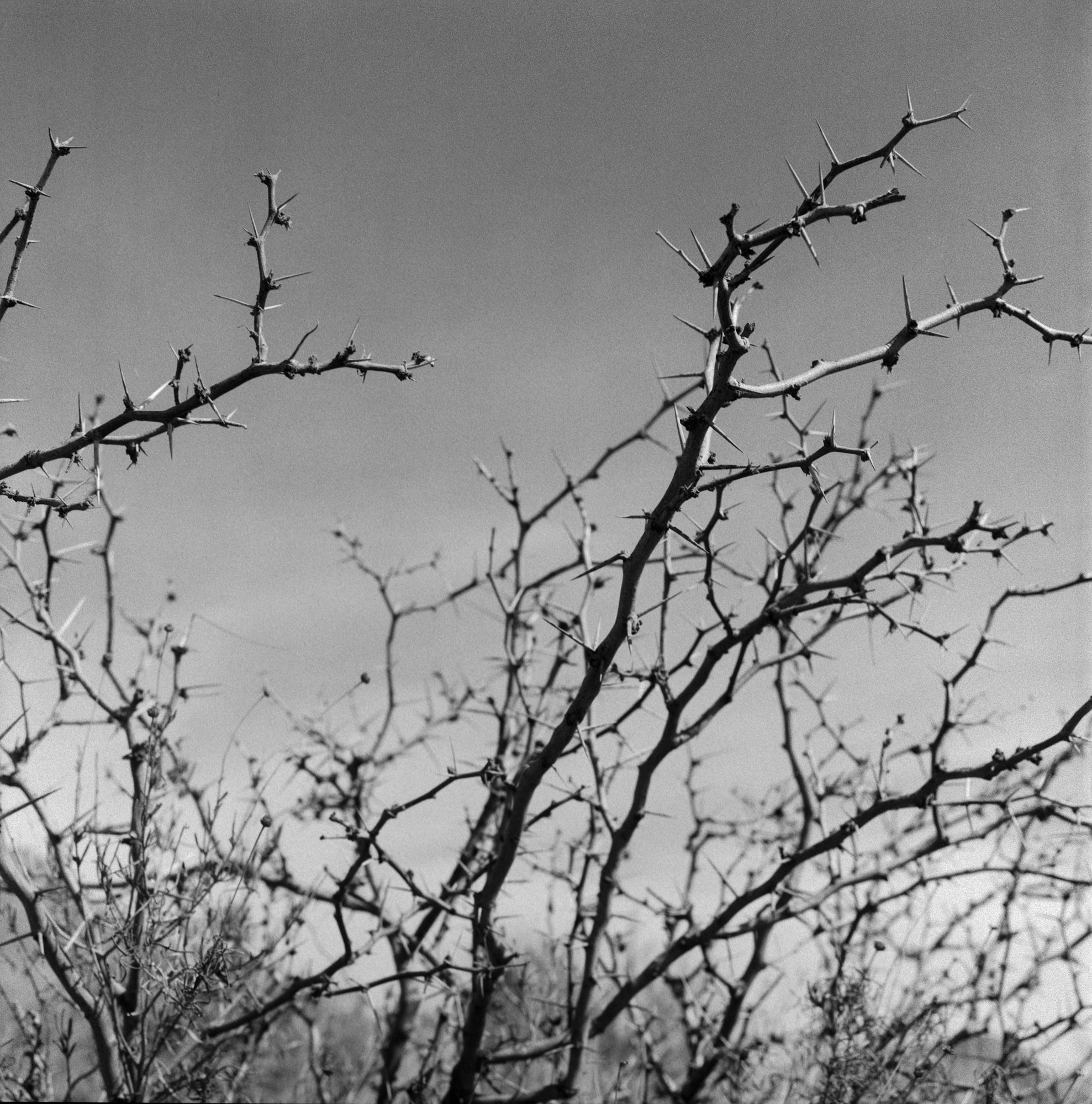 big bend 2023 arista blad itw (168 of 12).jpg