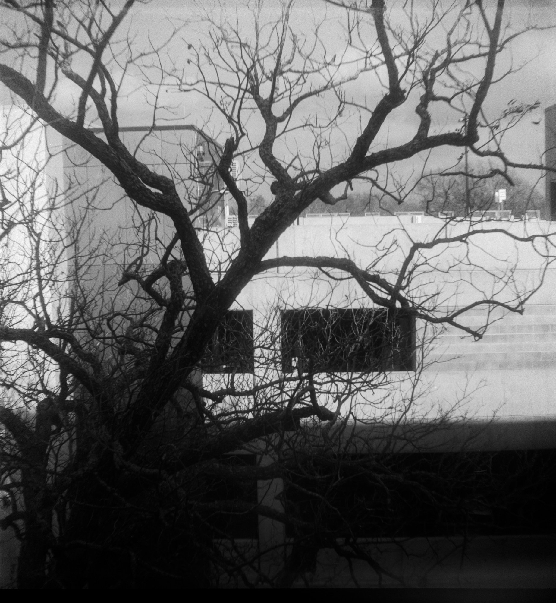 Brownie Arista rerolled test Feb 2023 (169 of 11).jpg