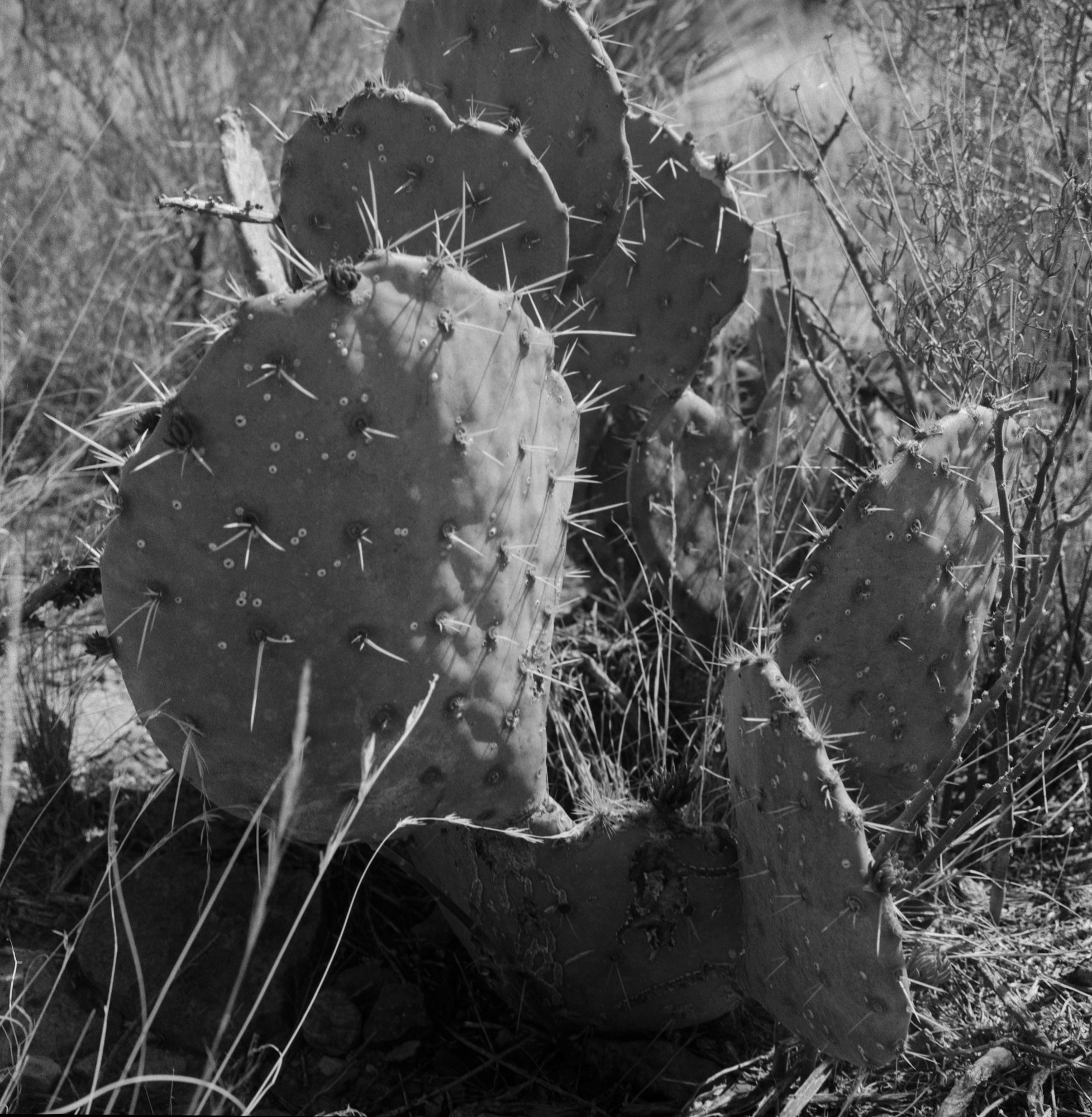 big bend 2023 arista blad itw (169 of 12).jpg