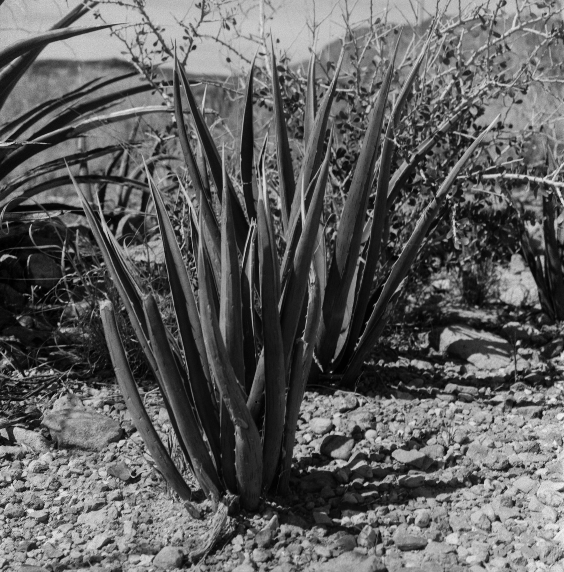 big bend 2023 arista blad itw (171 of 12).jpg