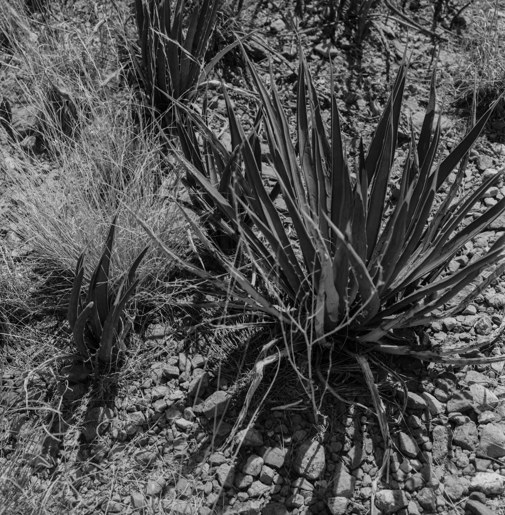 big bend 2023 arista blad itw (170 of 12).jpg