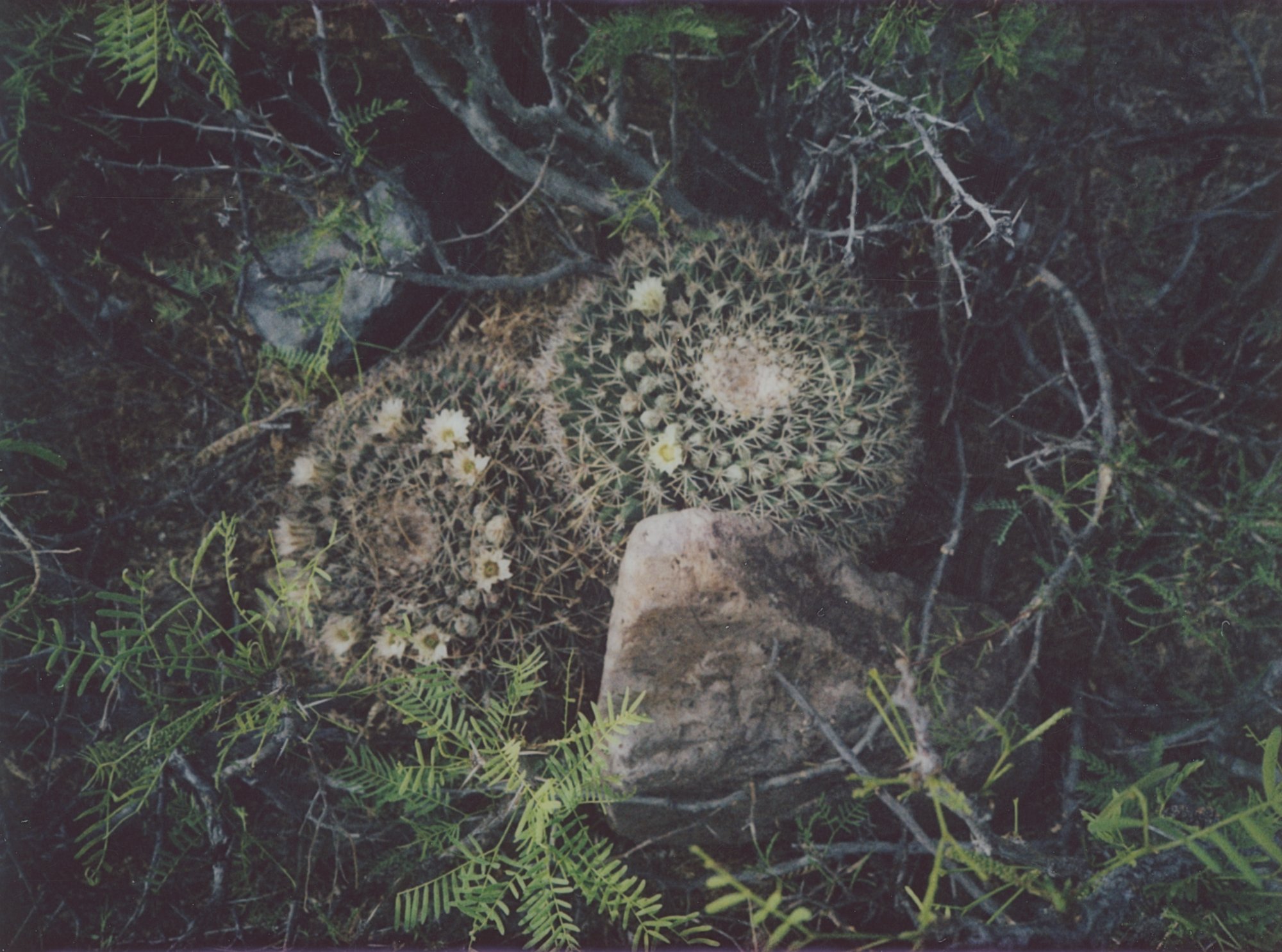 March instax 2 and 3 (171 of 22).jpg